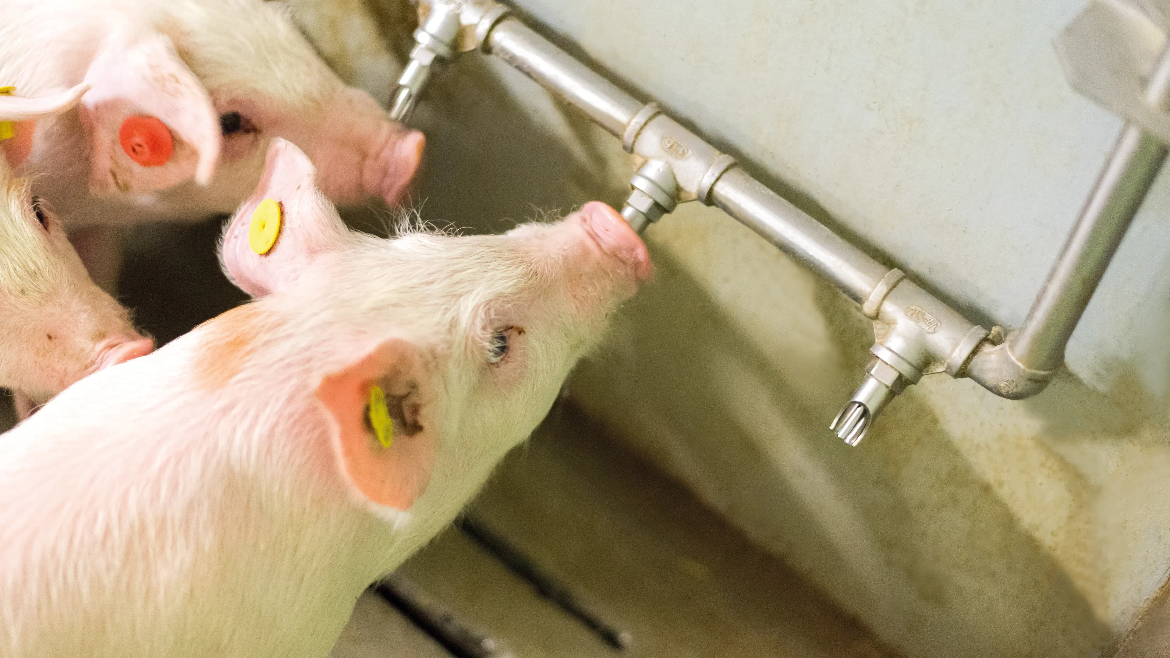 Two pigs drinking from a nippel with red and yellow eartags