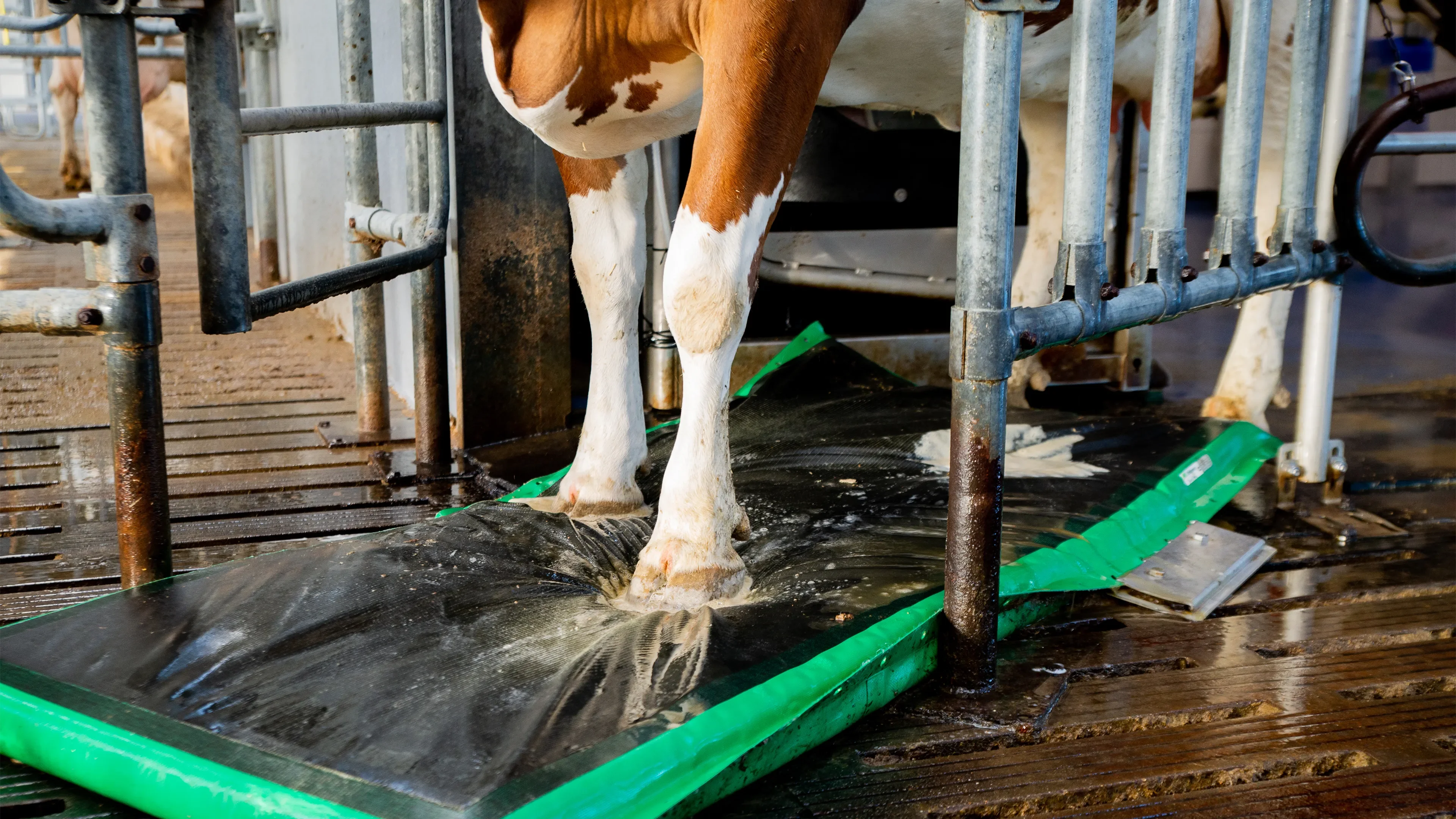 Cow standing on a mat getting his hoofs cleaned