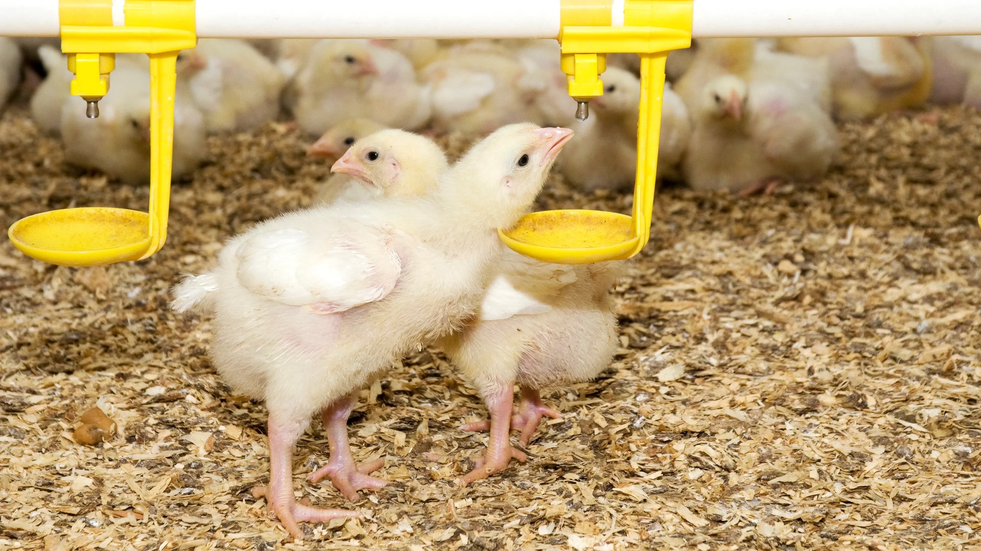 Chicks drinking from troughs