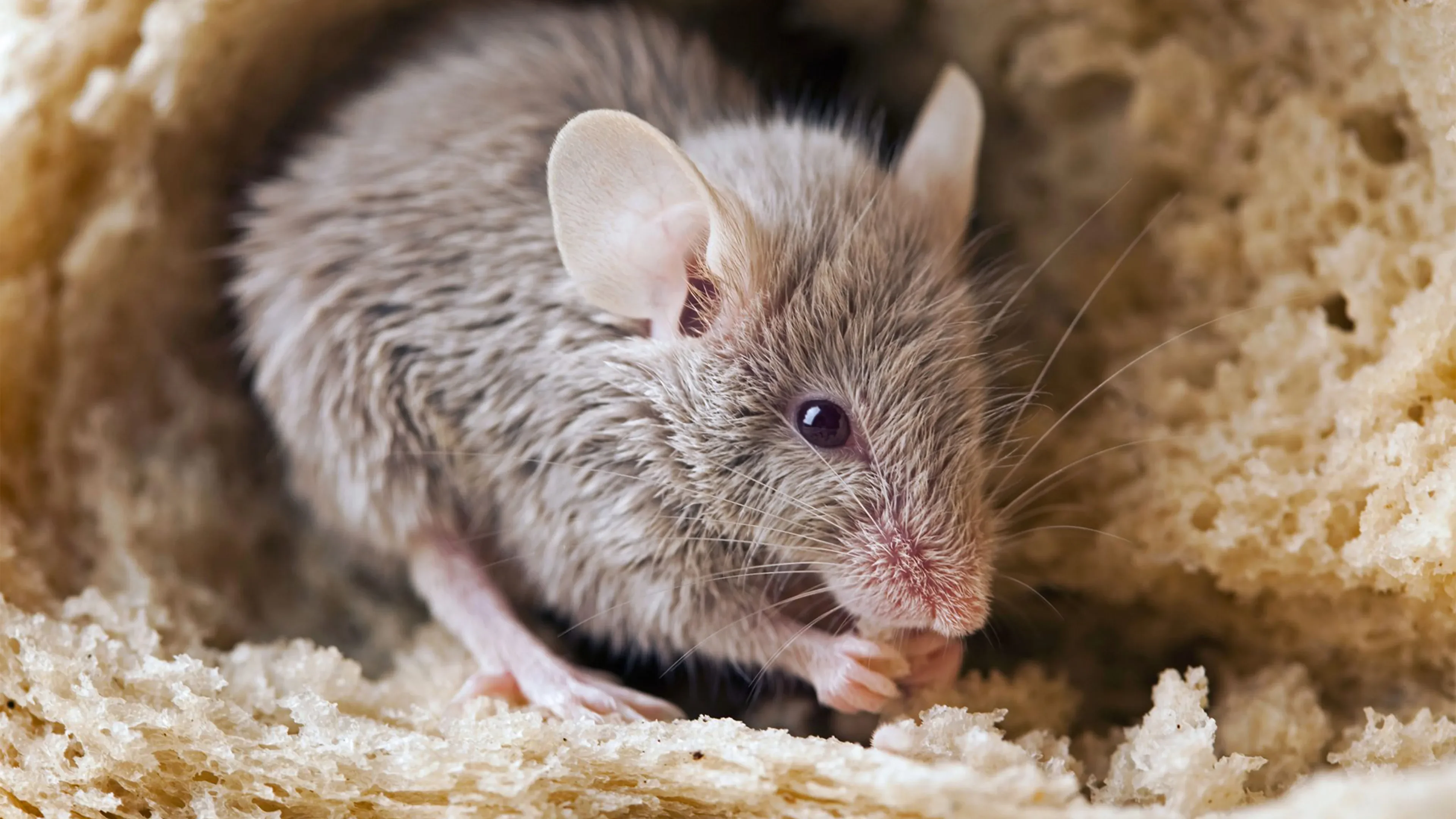 Small mice eating bread