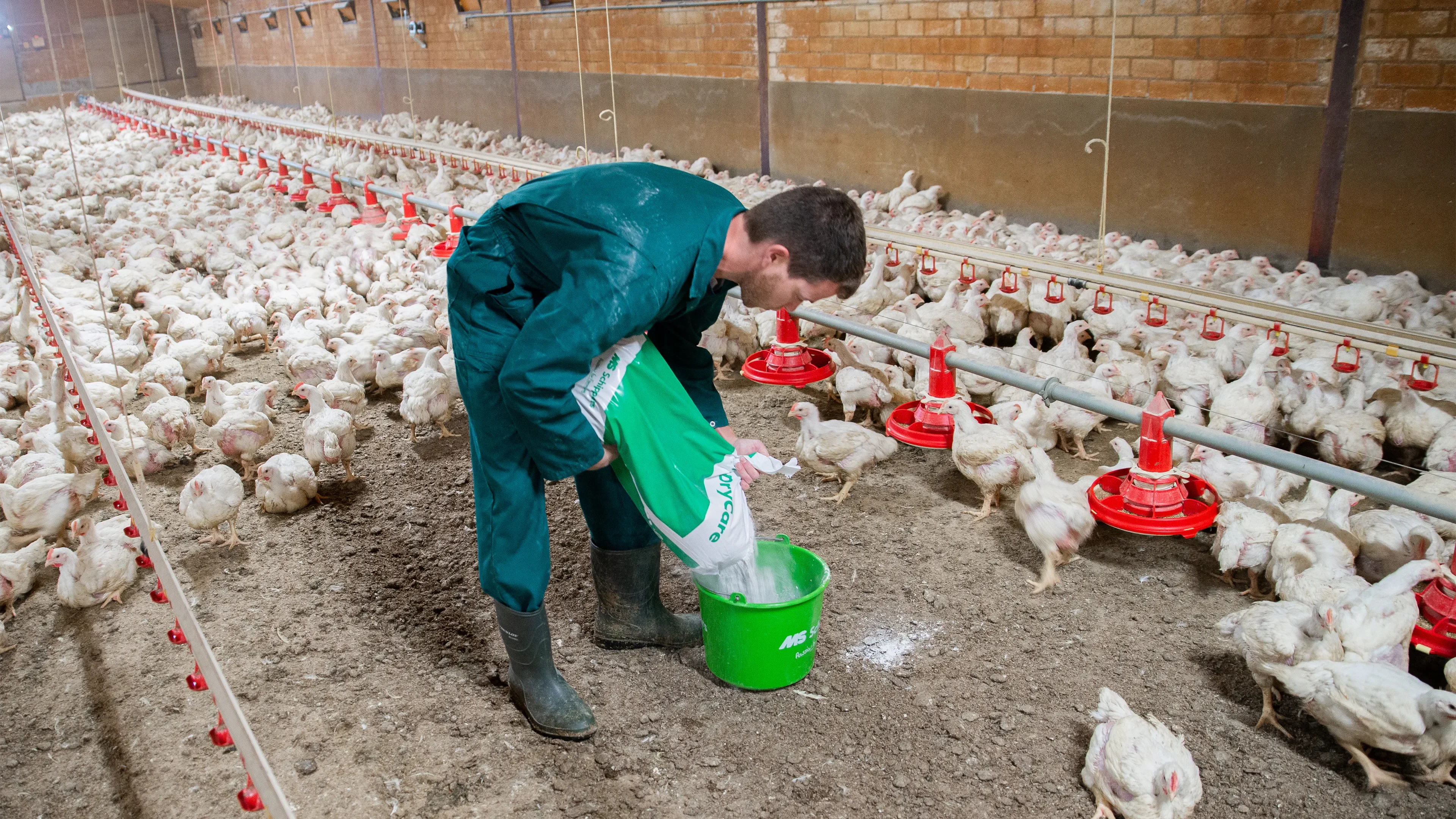 Farmer who uses drycare in poultry farming