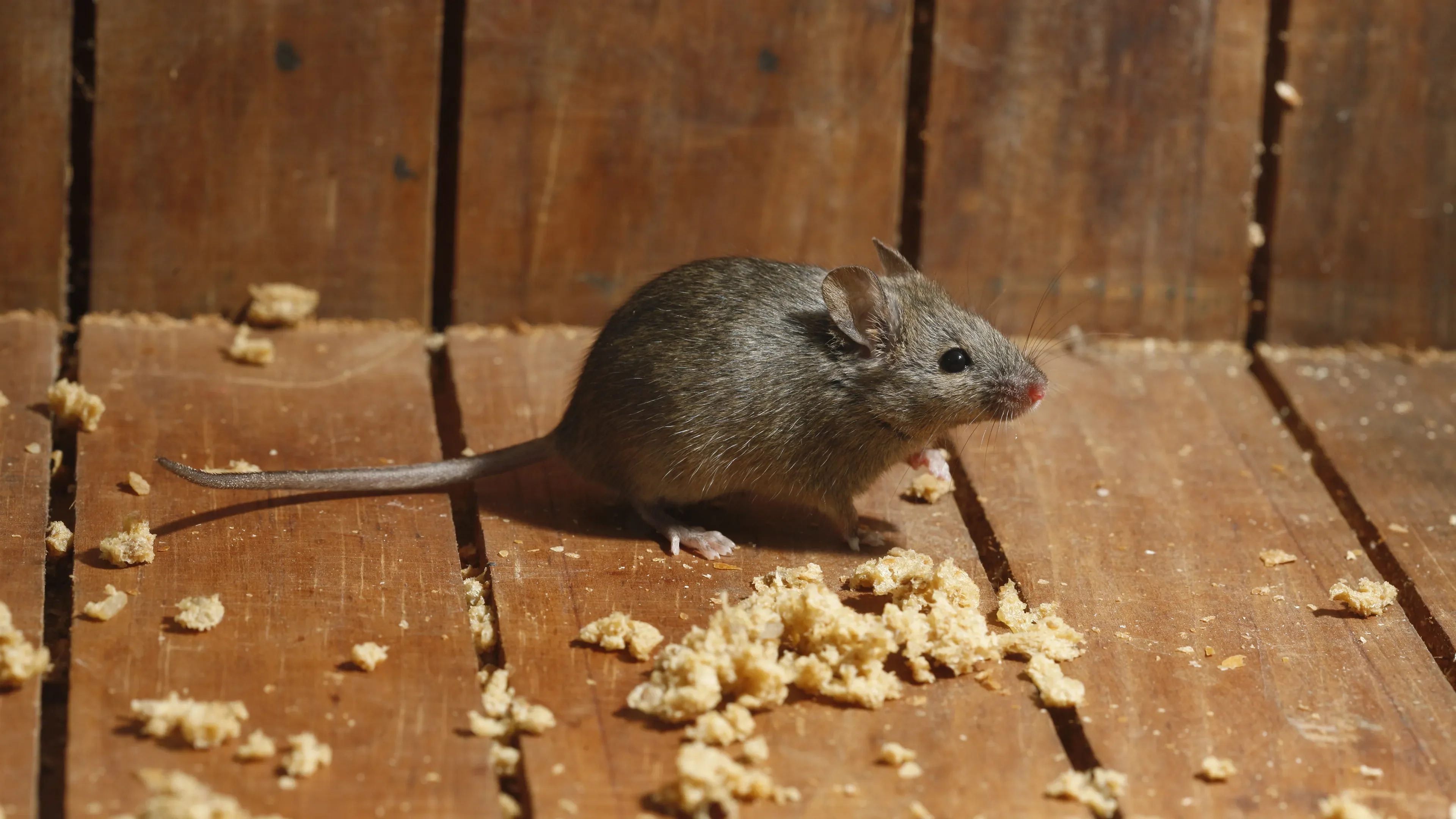 Little mouse on wooden slats among food