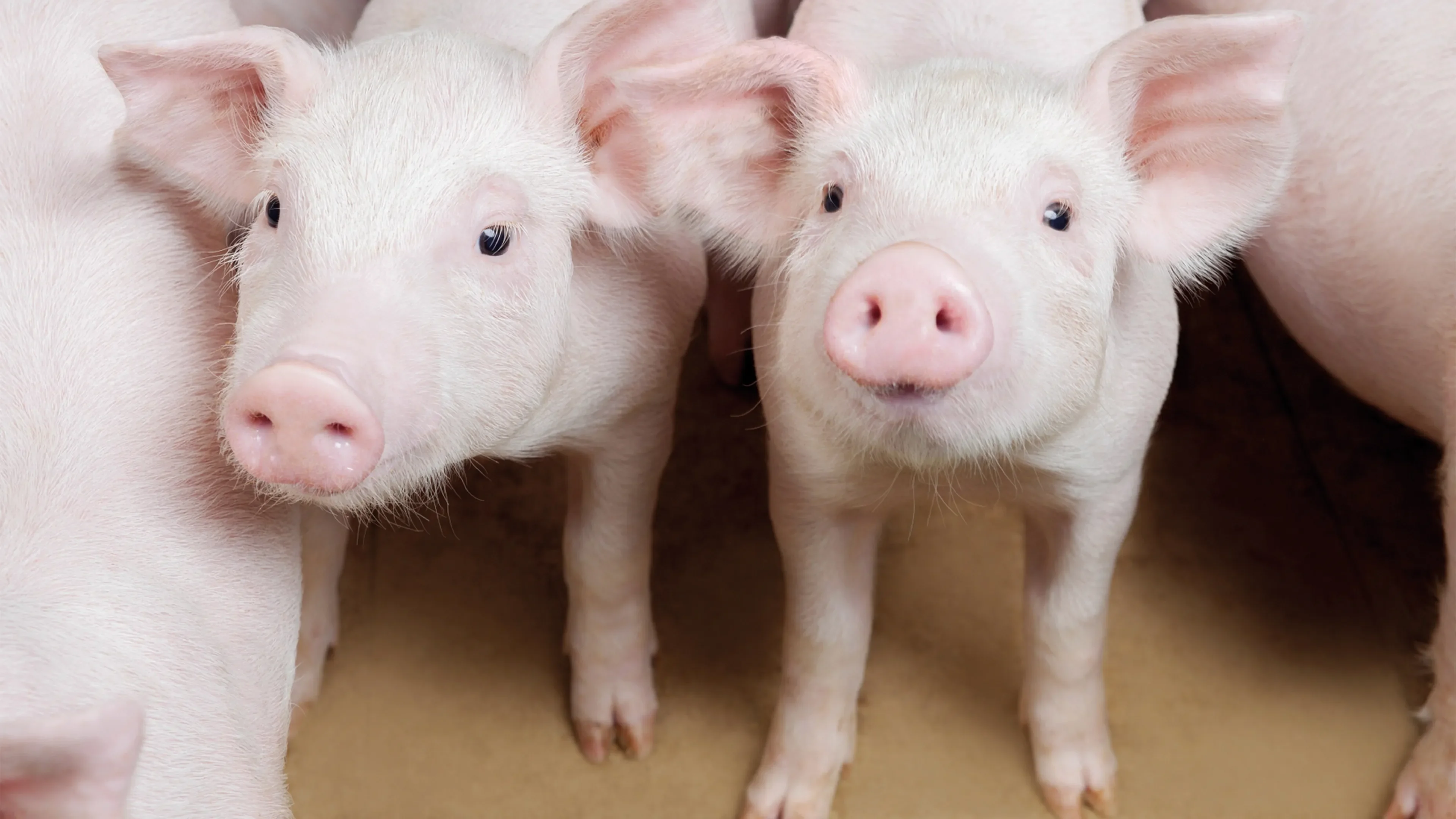 two pigs looking very happy