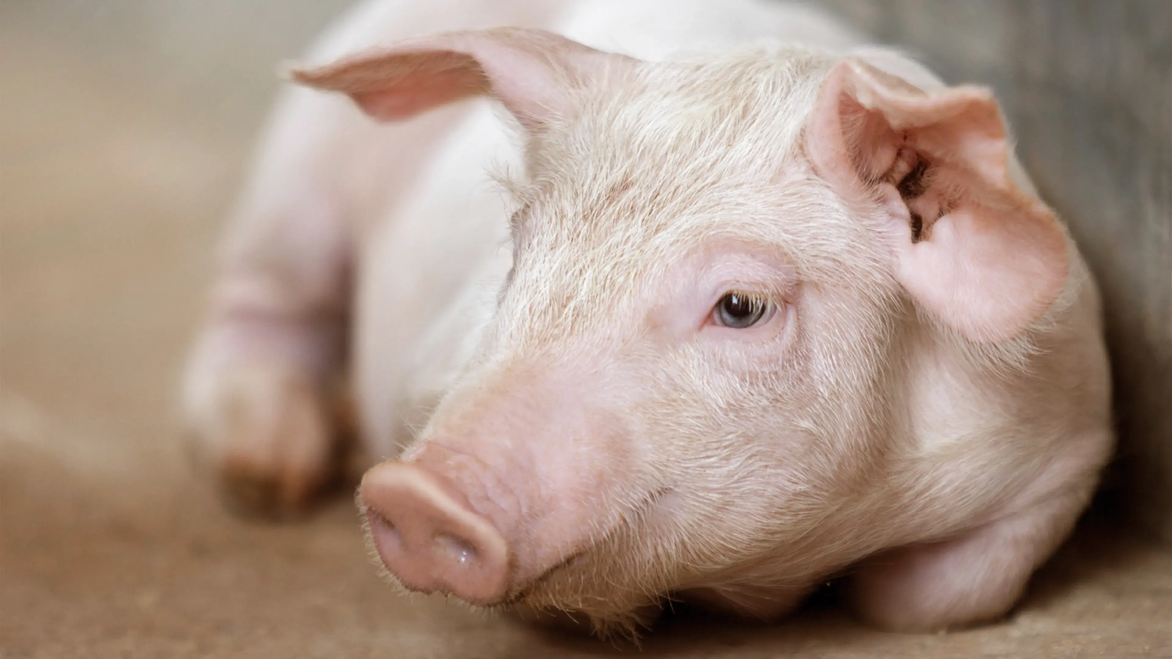 Pig laying with a eartag