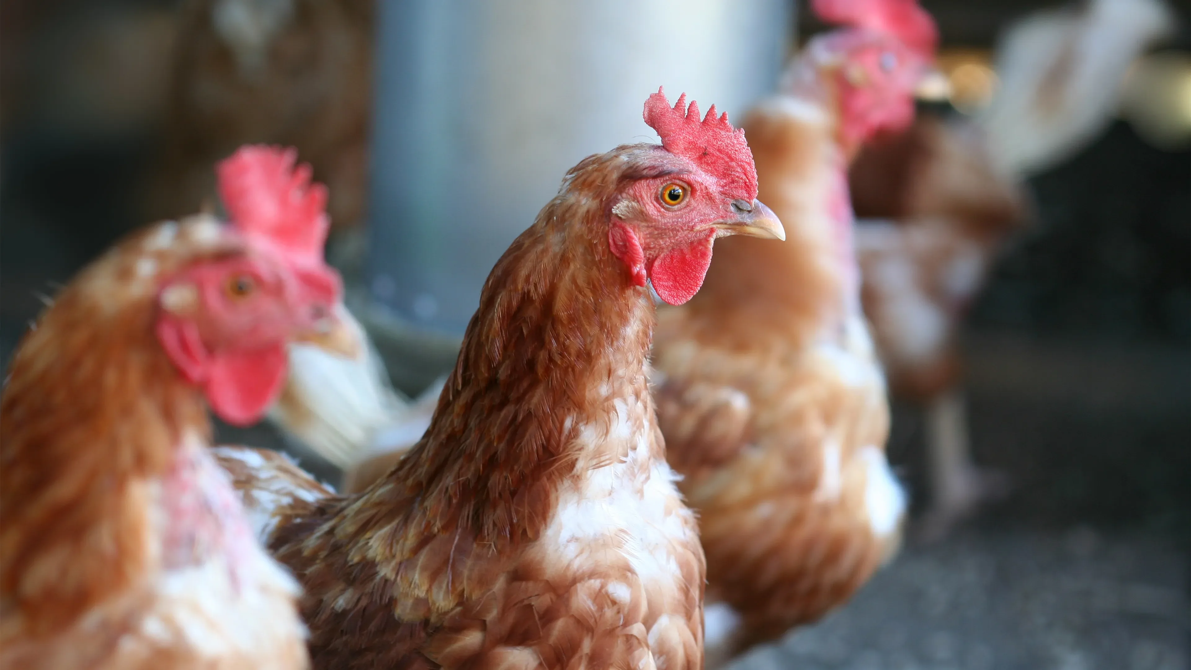 Poultry - focus on head