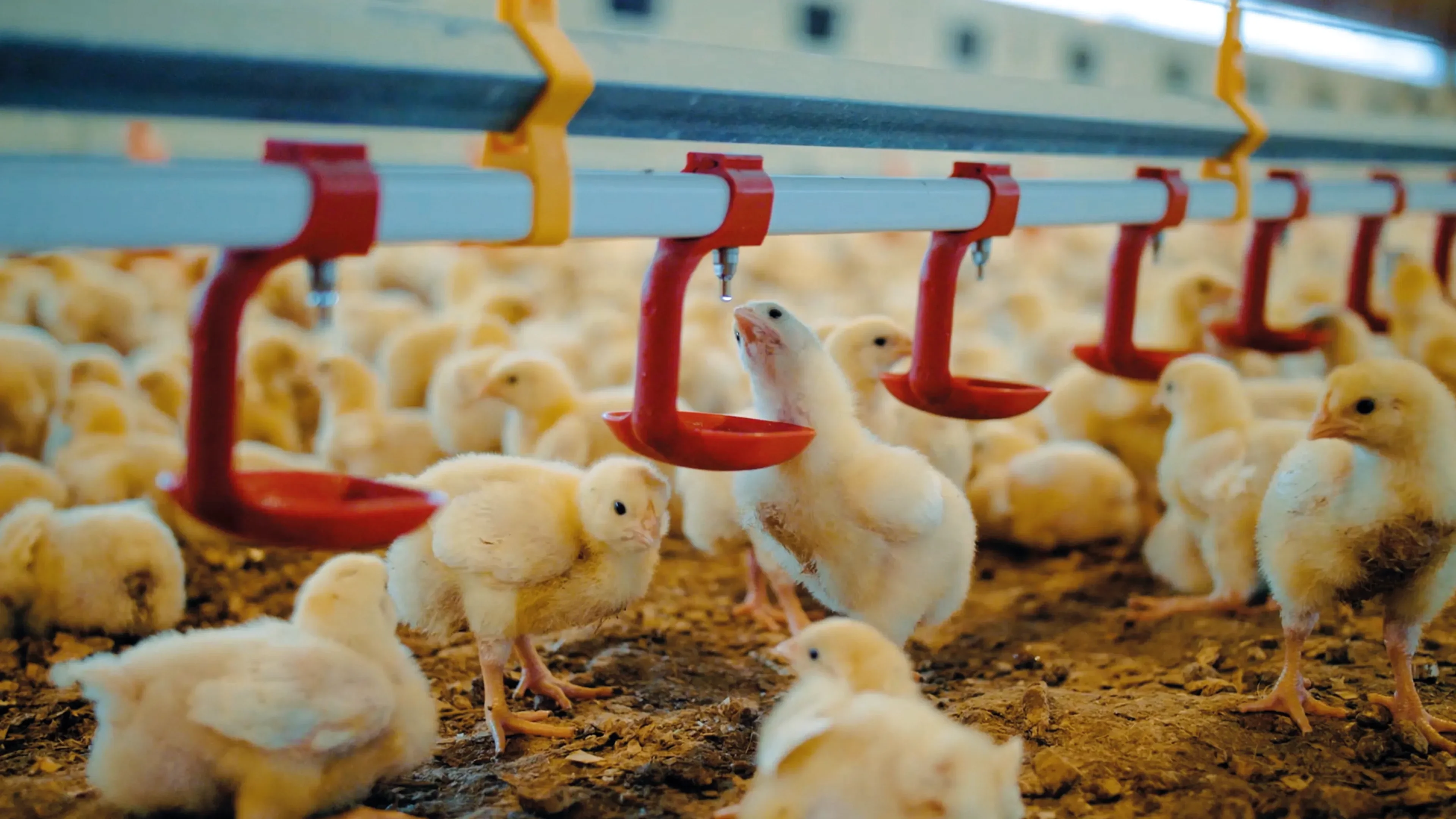 Many chicks drinking from troughs