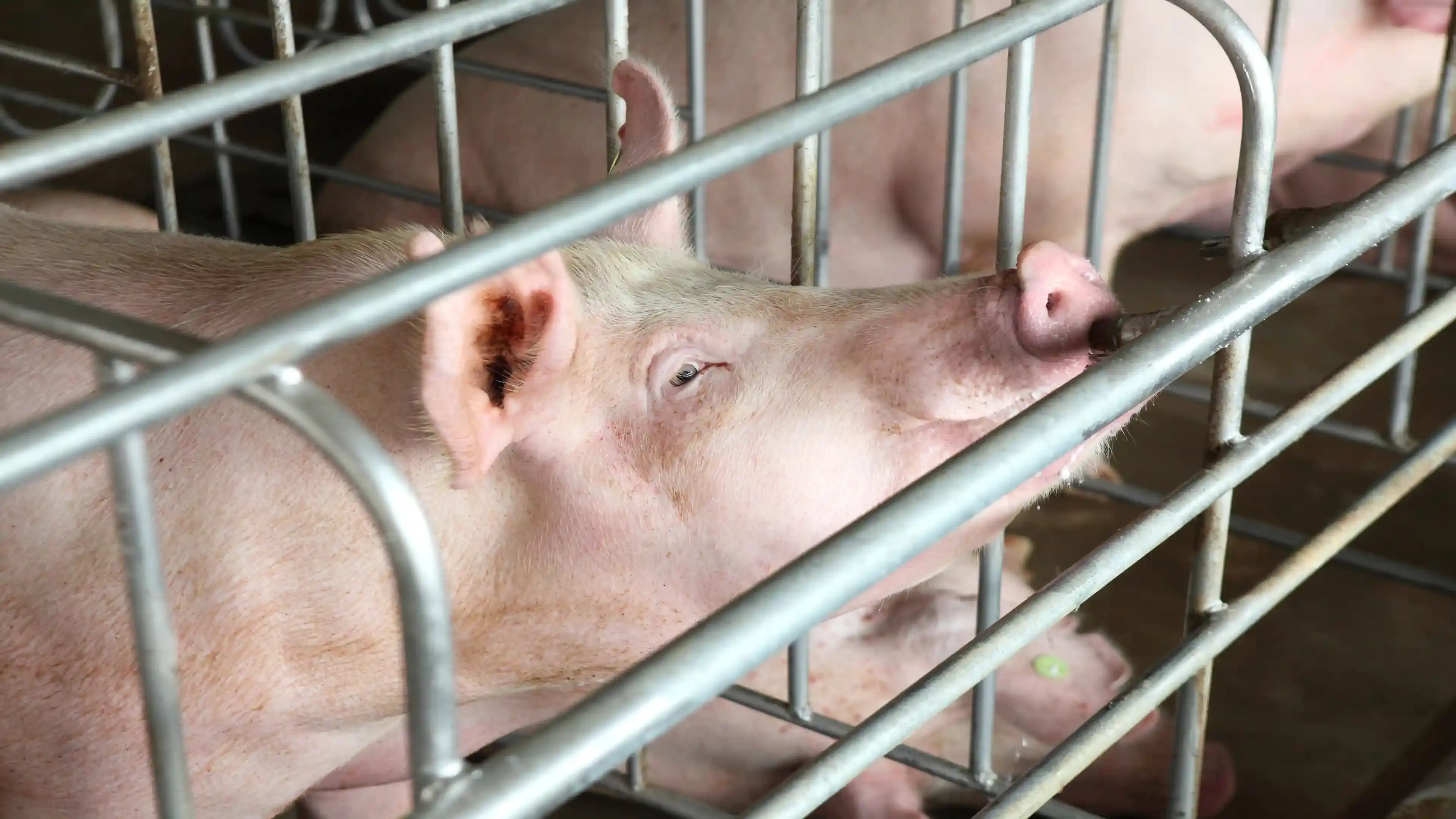 Heatstress with Sows