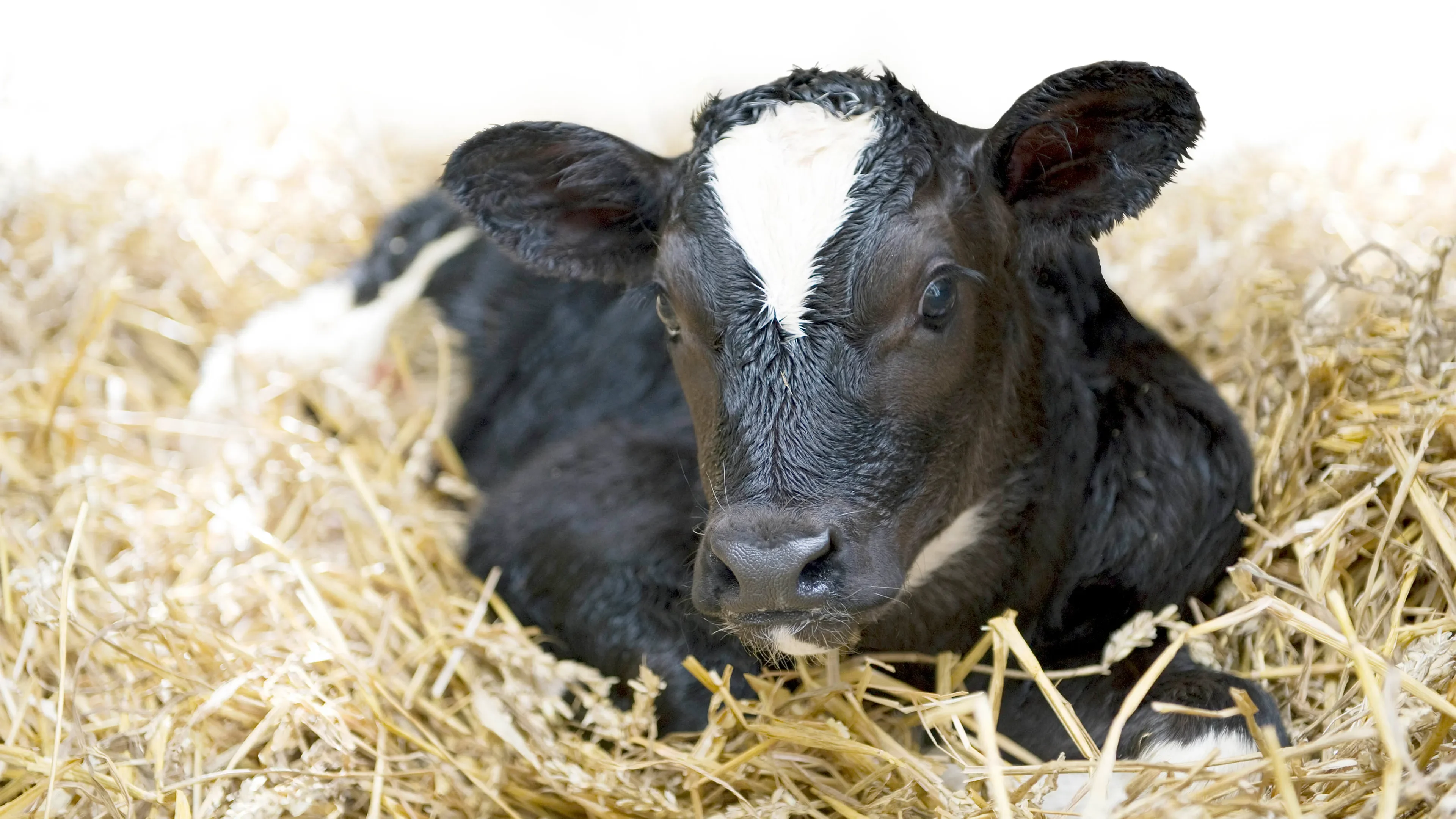 Calf laying in some hay