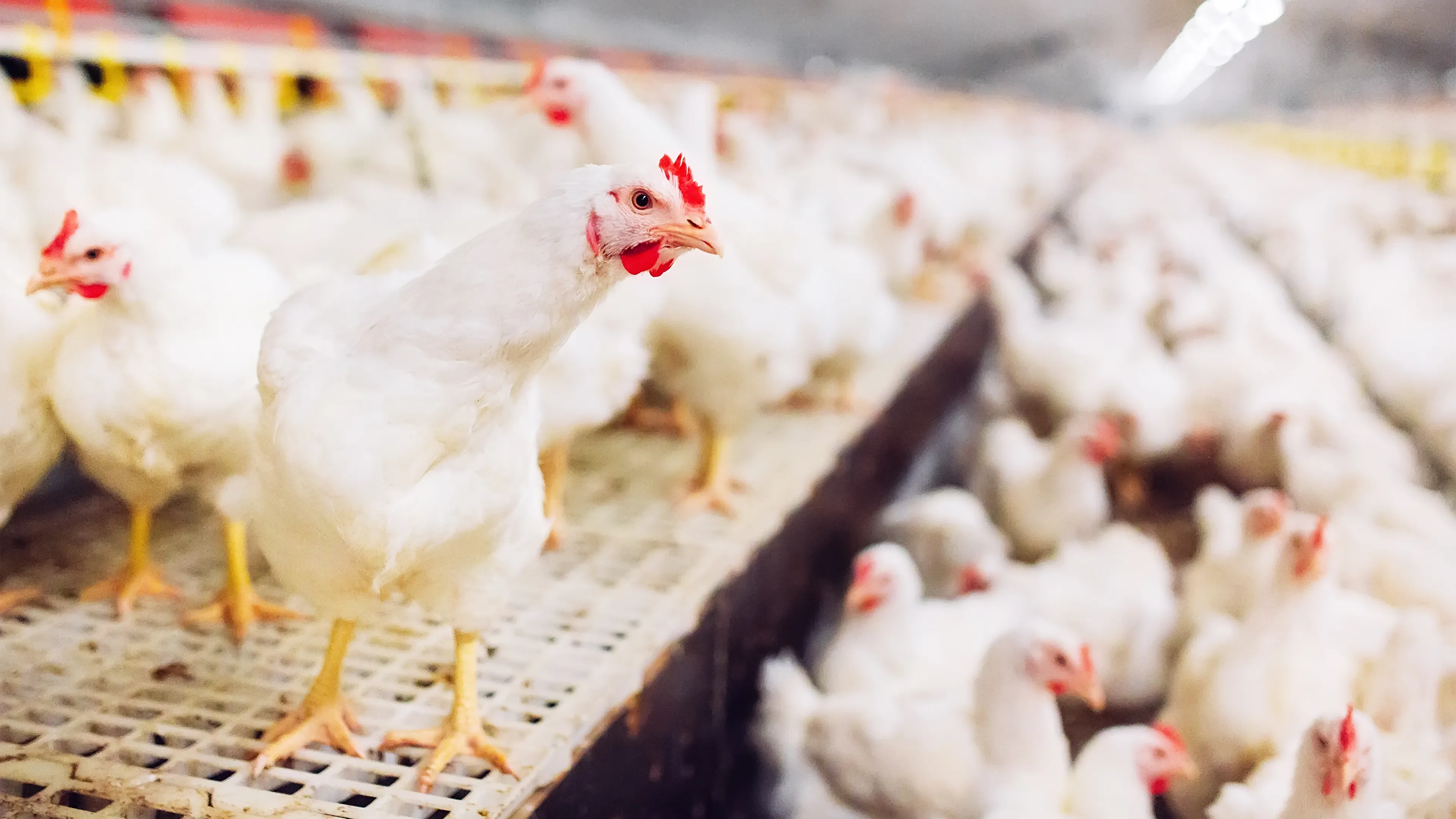 Many chickens - poultry