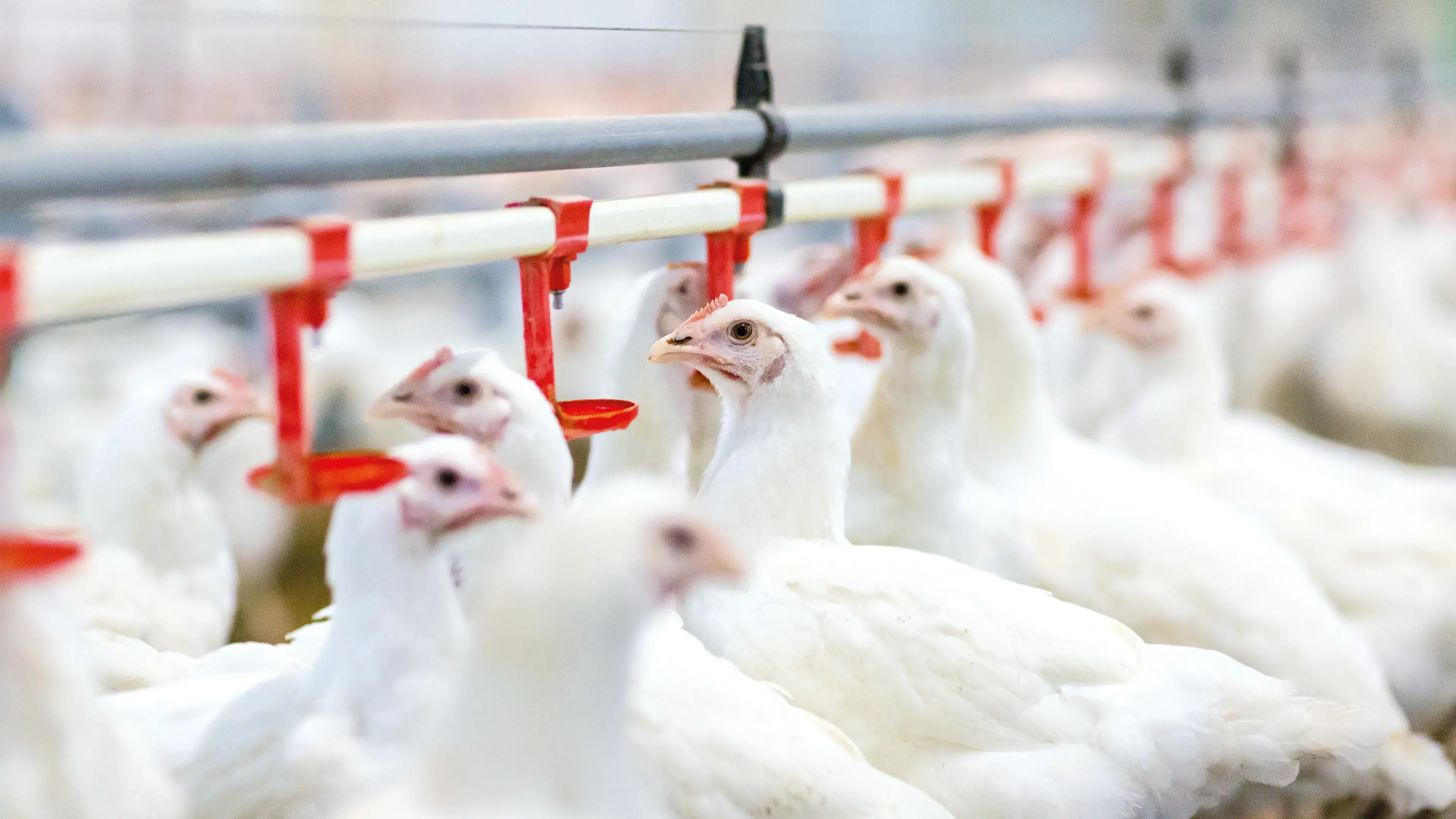 The 5 steps to prevent E. coli in chickens