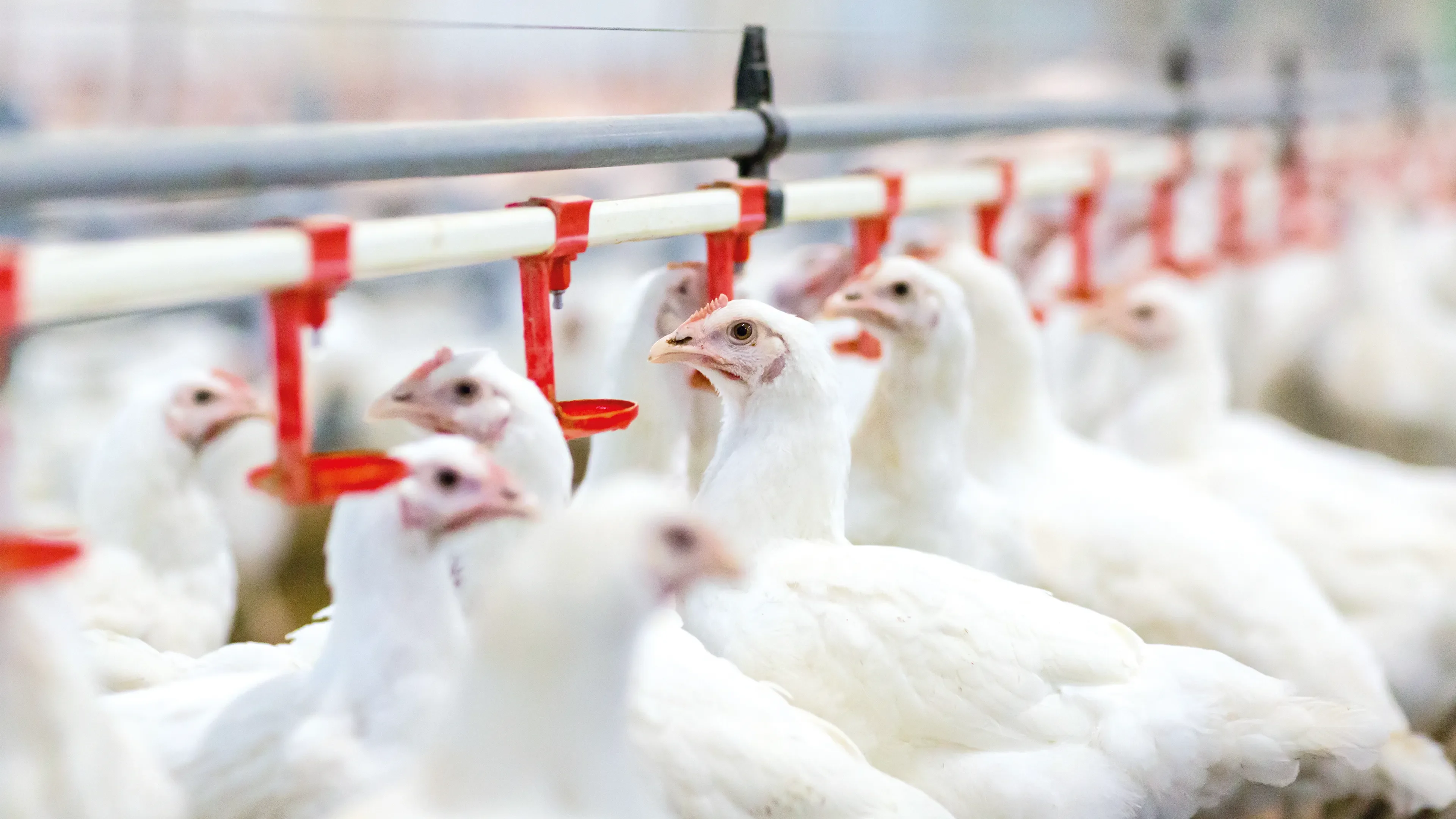 Chickens drinking from troughs