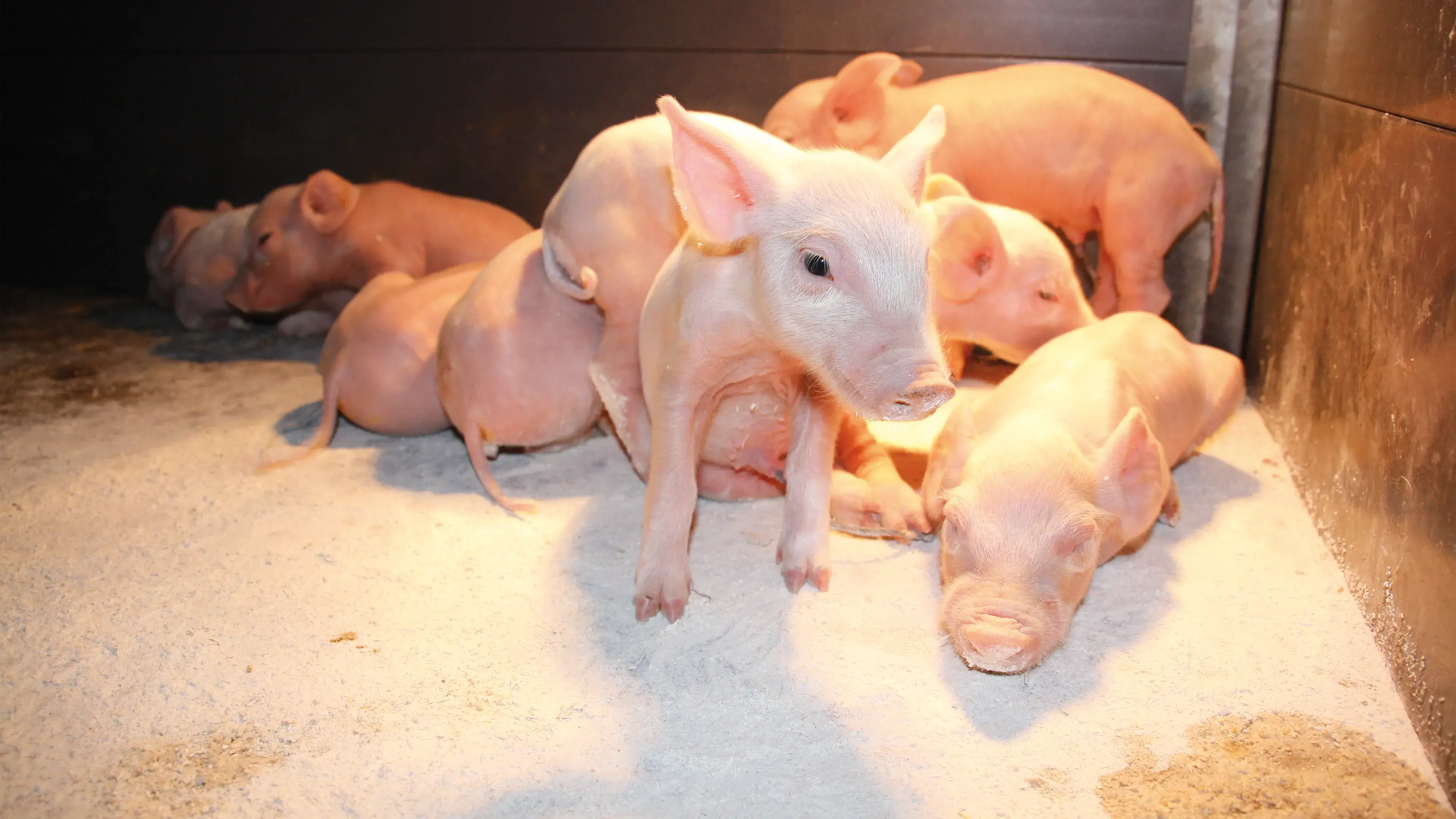Salmonella Hos Grise Beskyt Din G rd MS Schippers