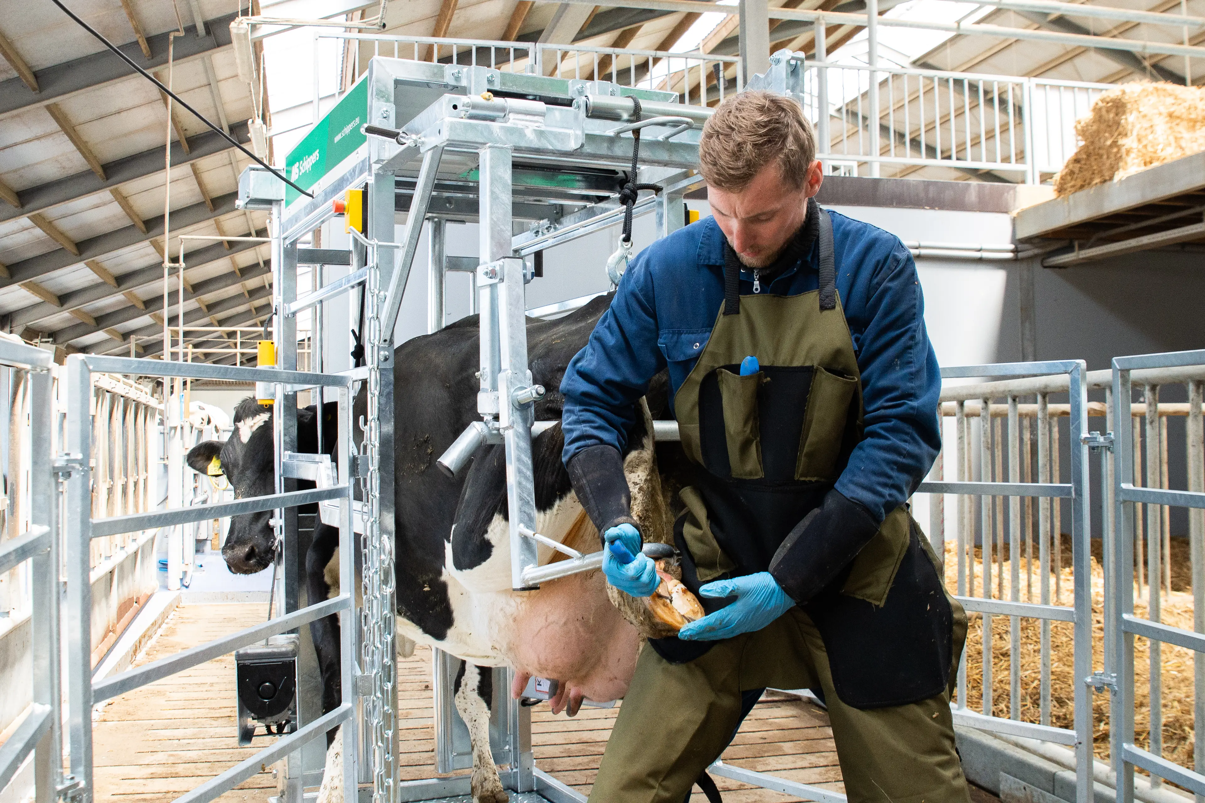 Cuidado regular y adecuado de las pezuña
