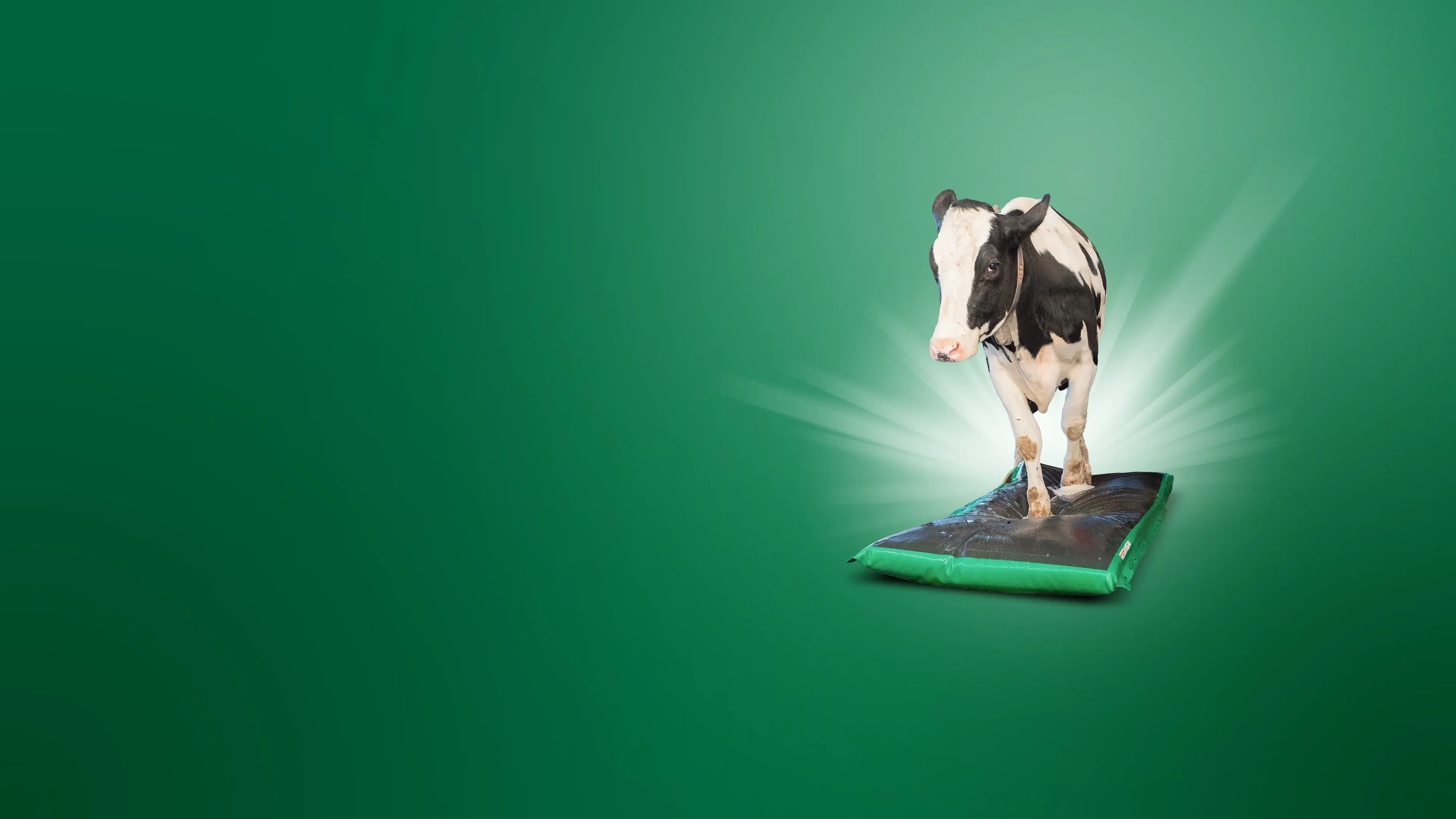 Des sabots sains avec MS AutoHoofClean
