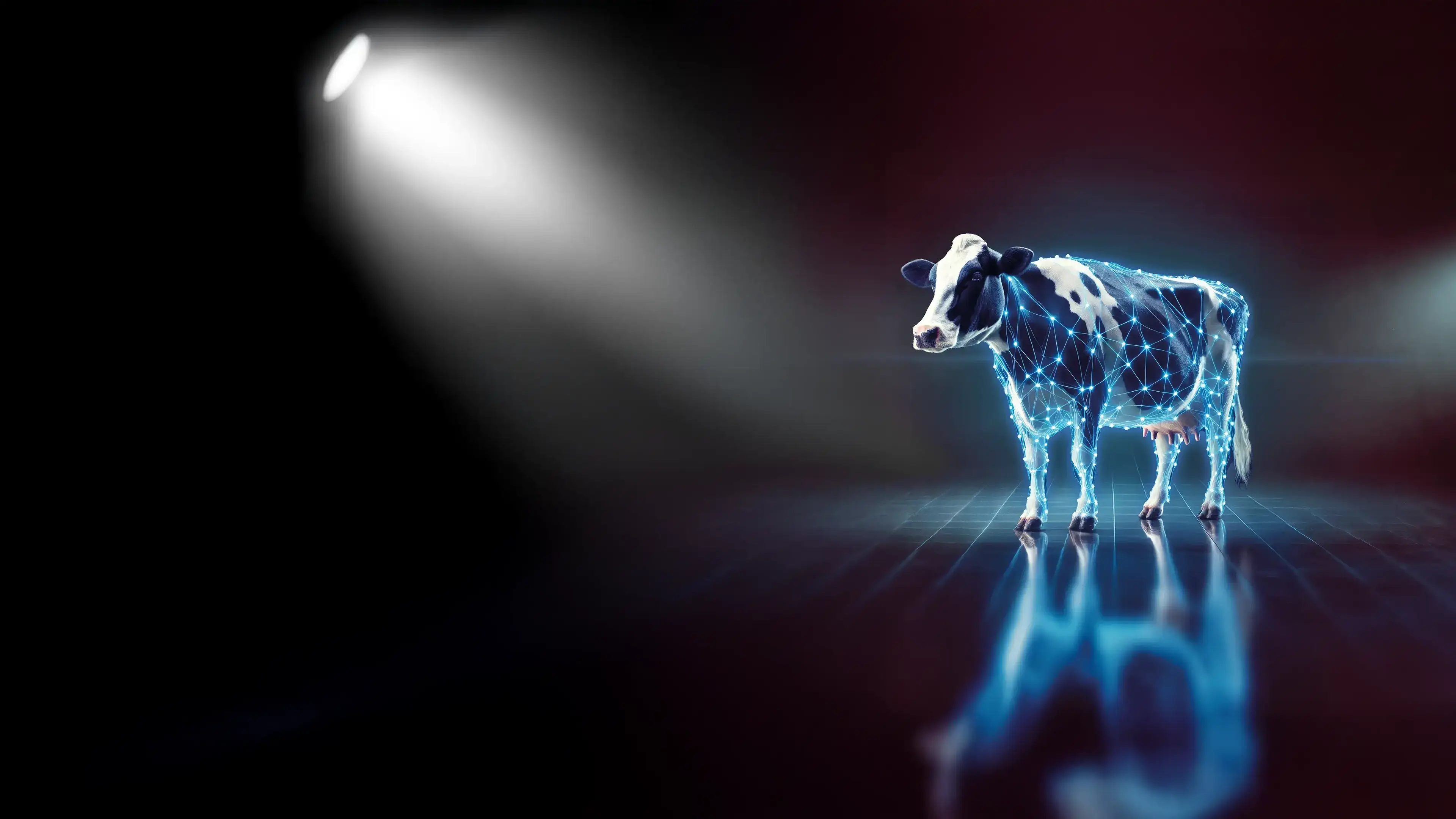 COWWALK - Der Laufsteg für gesunde Klauen