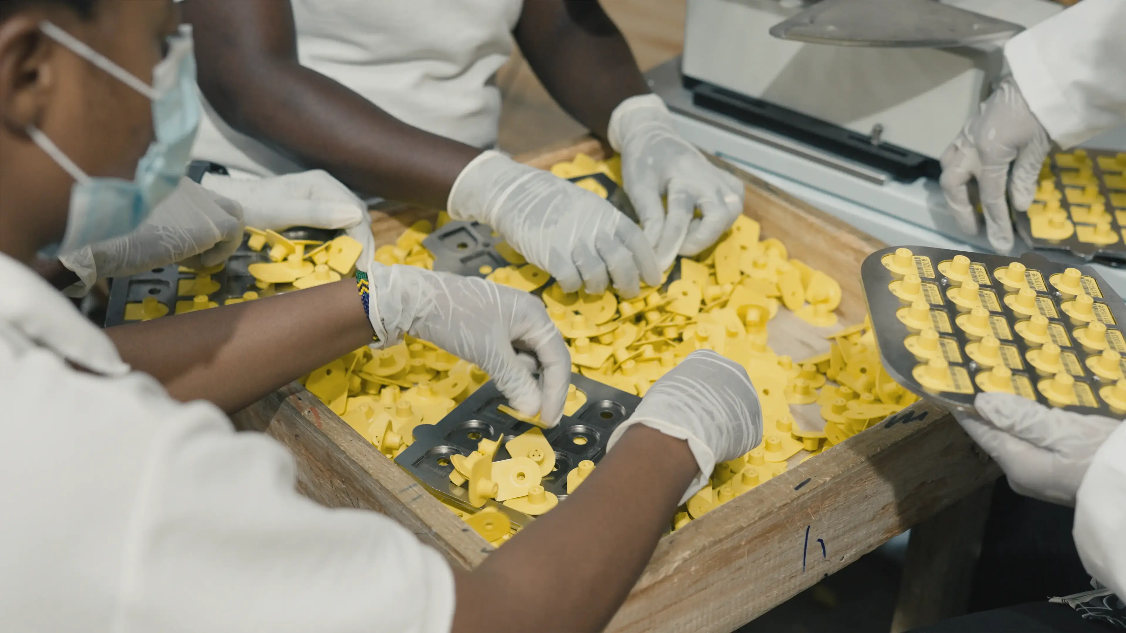 Eartags open up international trade opportunities for african livestock farmers. 