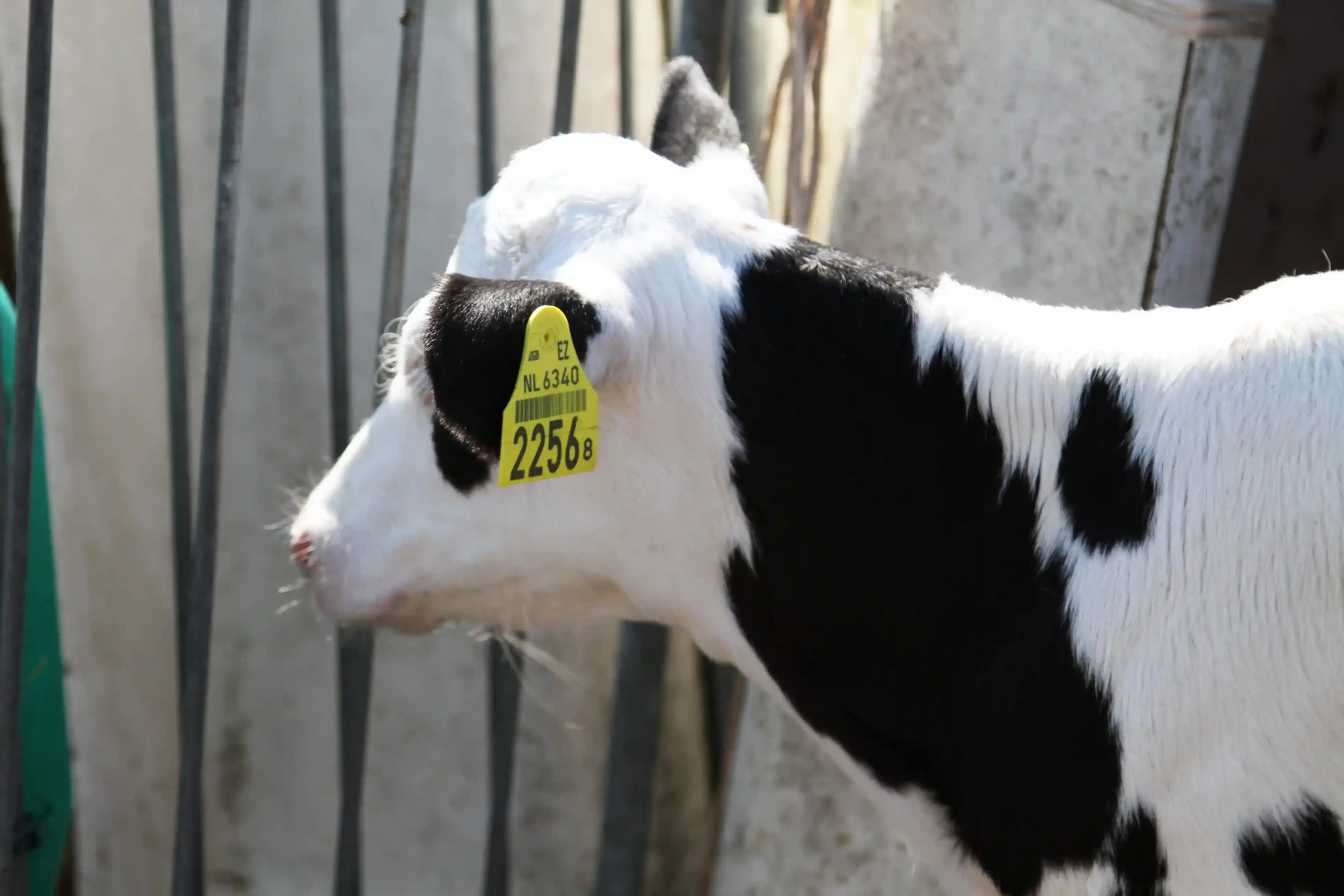 Ear tags by Schippers