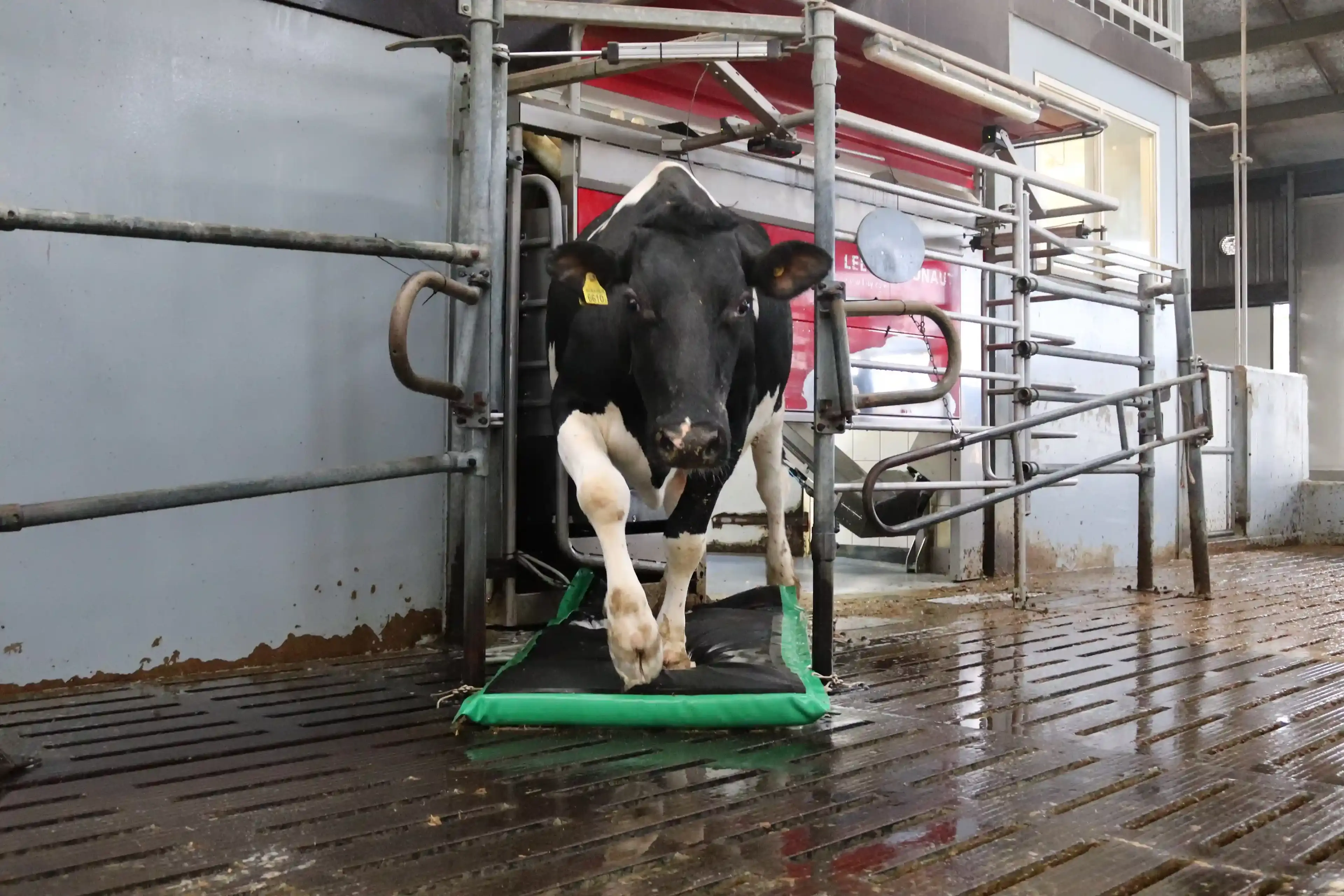 AutoHoofClean header