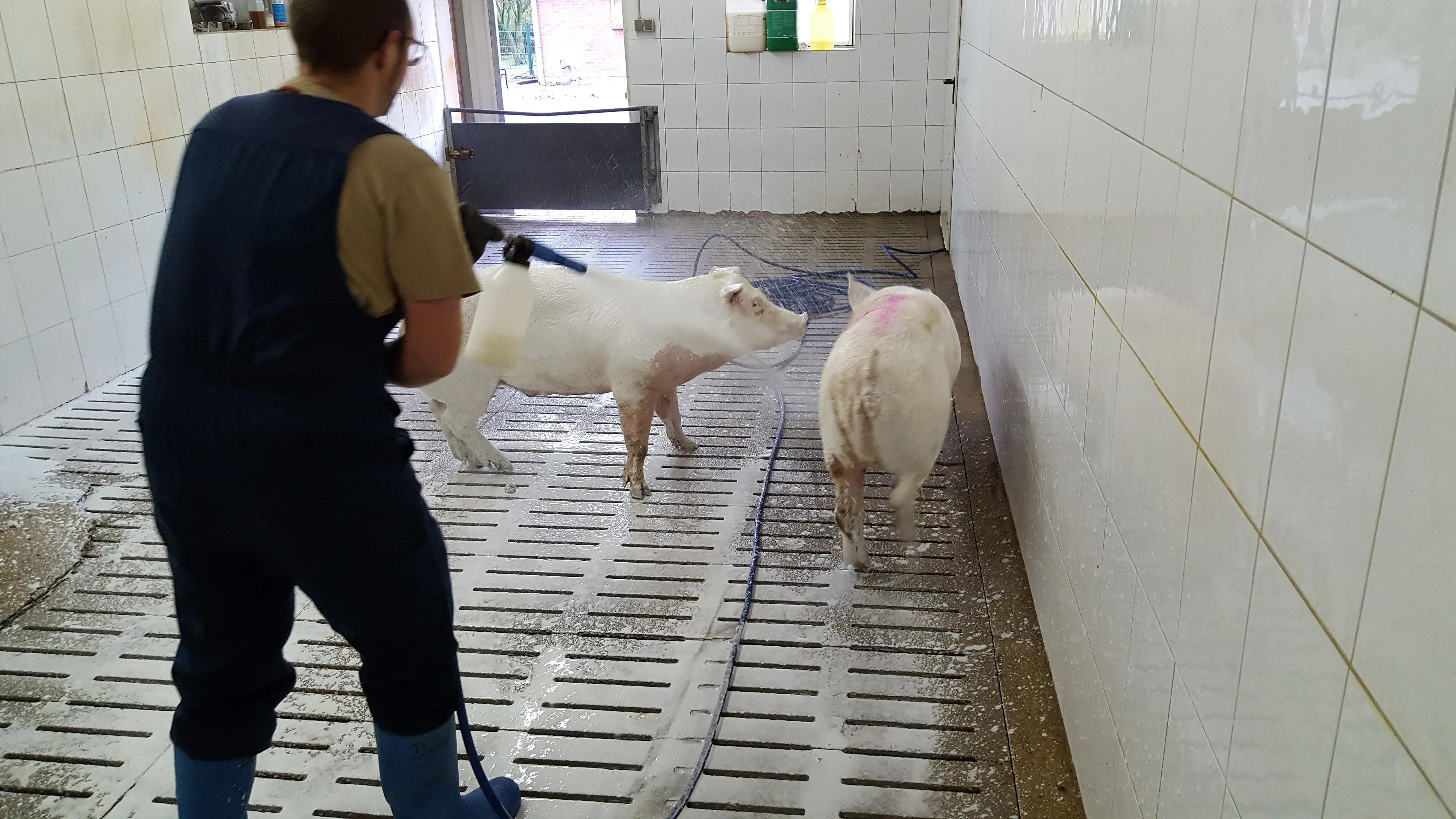 Washing sows before farrowing