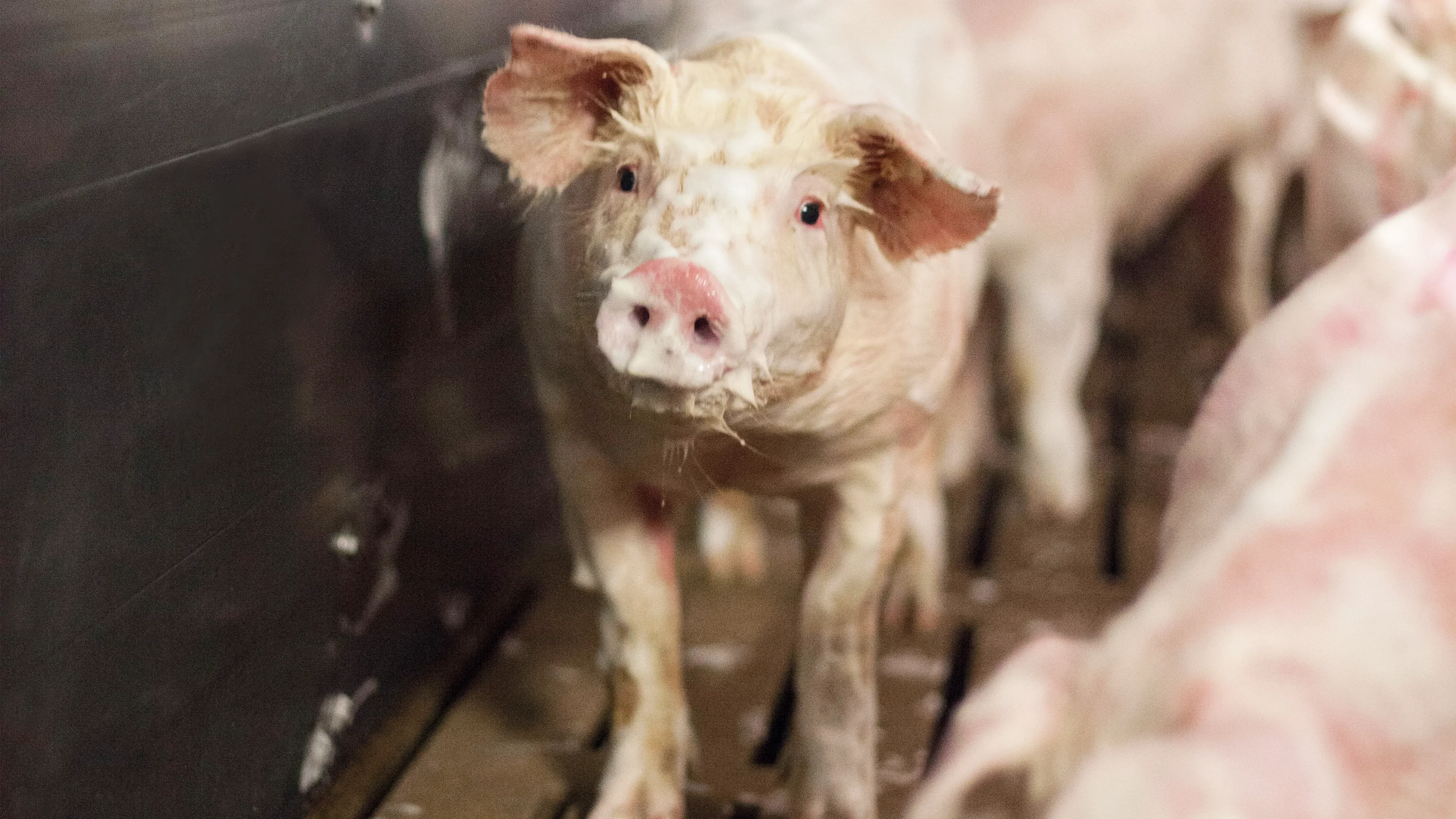 Washing pigs and sows with MS TopFoam animal reduces the risk on cross contamination