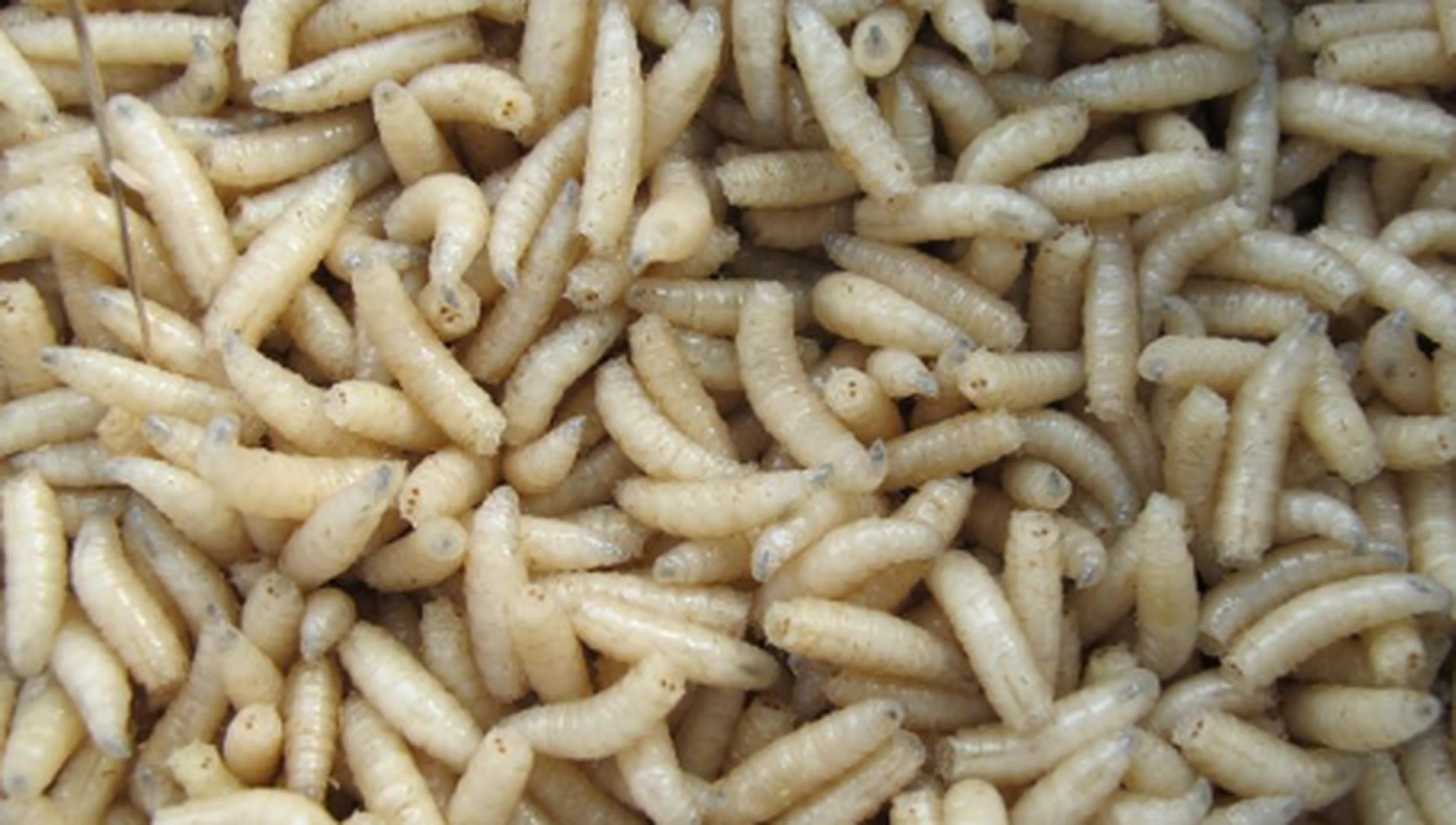 Disinfestazione - Larve di mosca