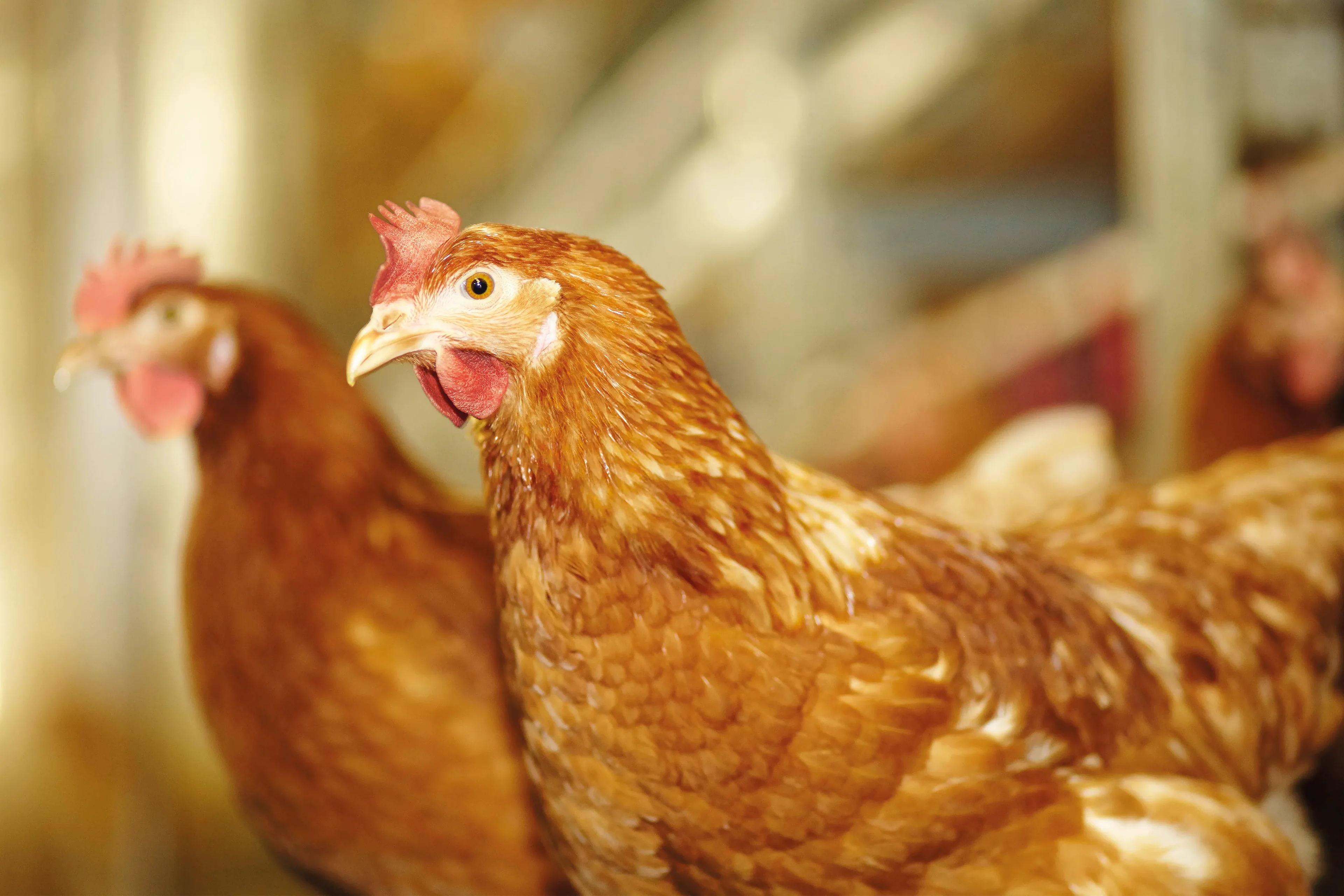 Laying hens