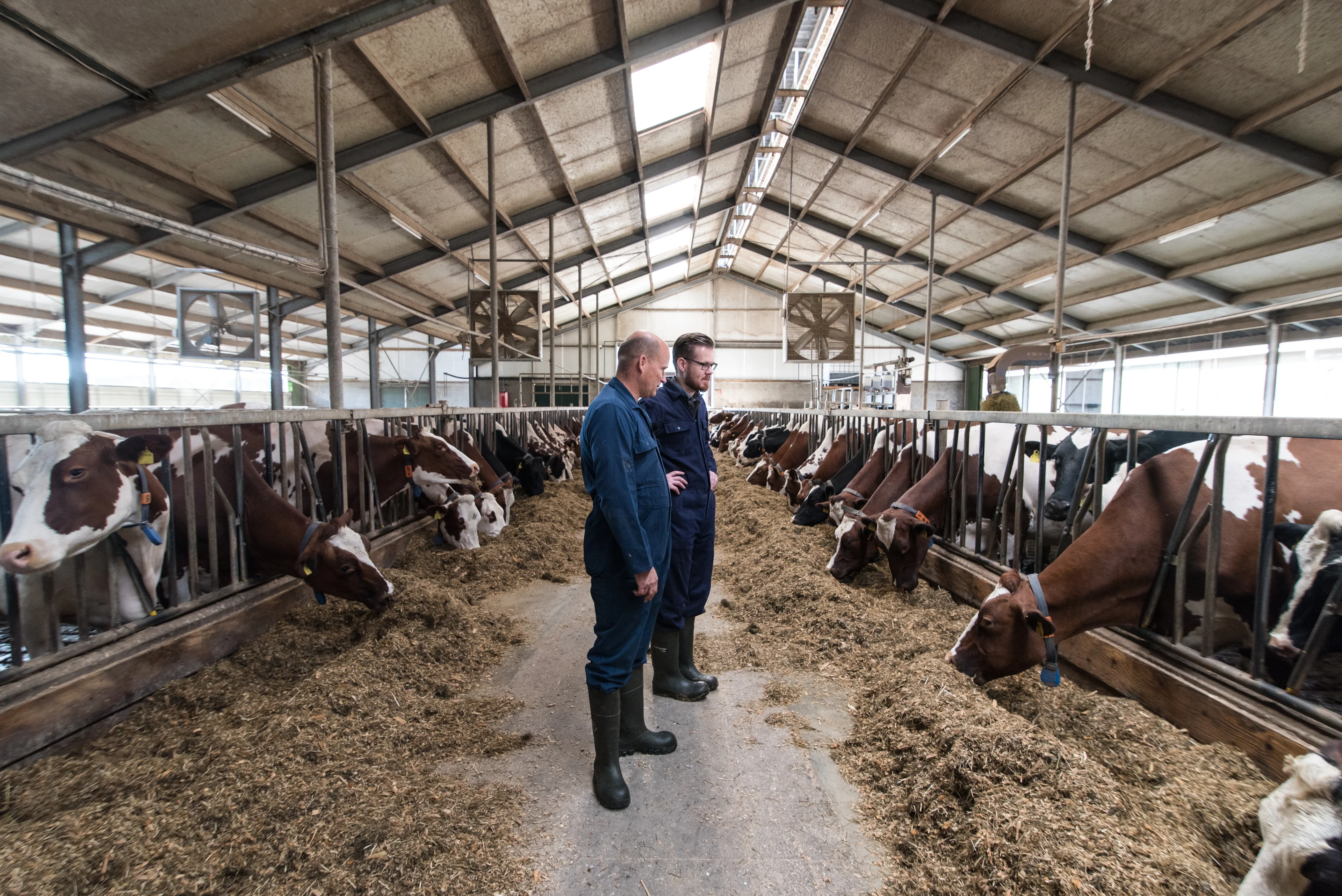 Cattle farmers looking at feed alley