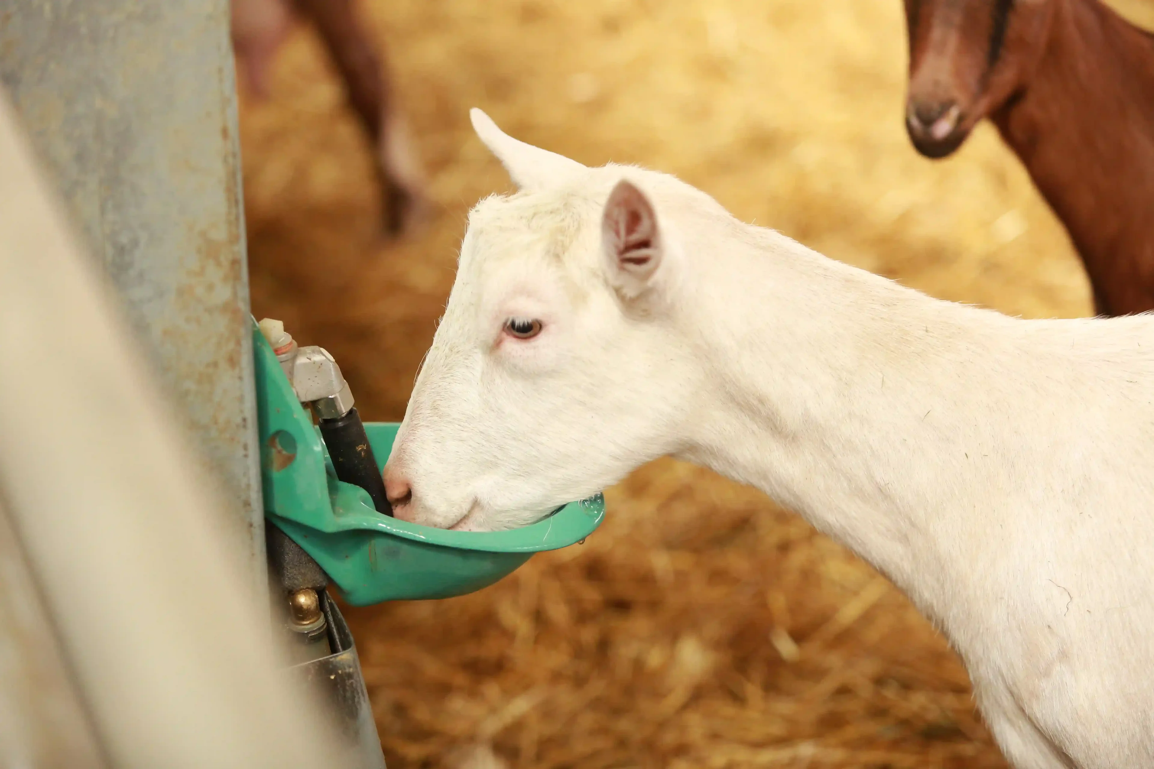 Drinking through goats suevia
