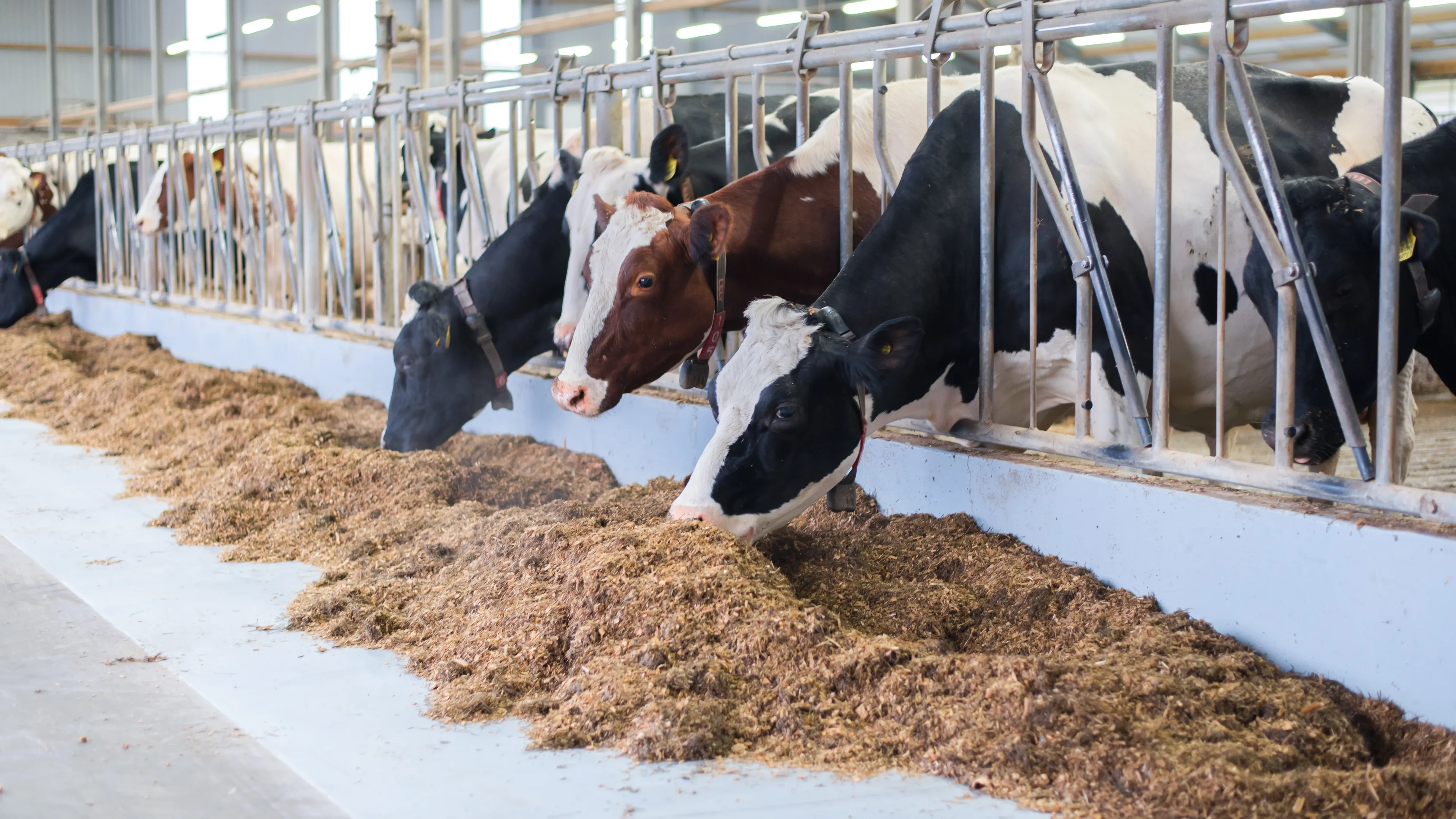 Feed alley coating cattle