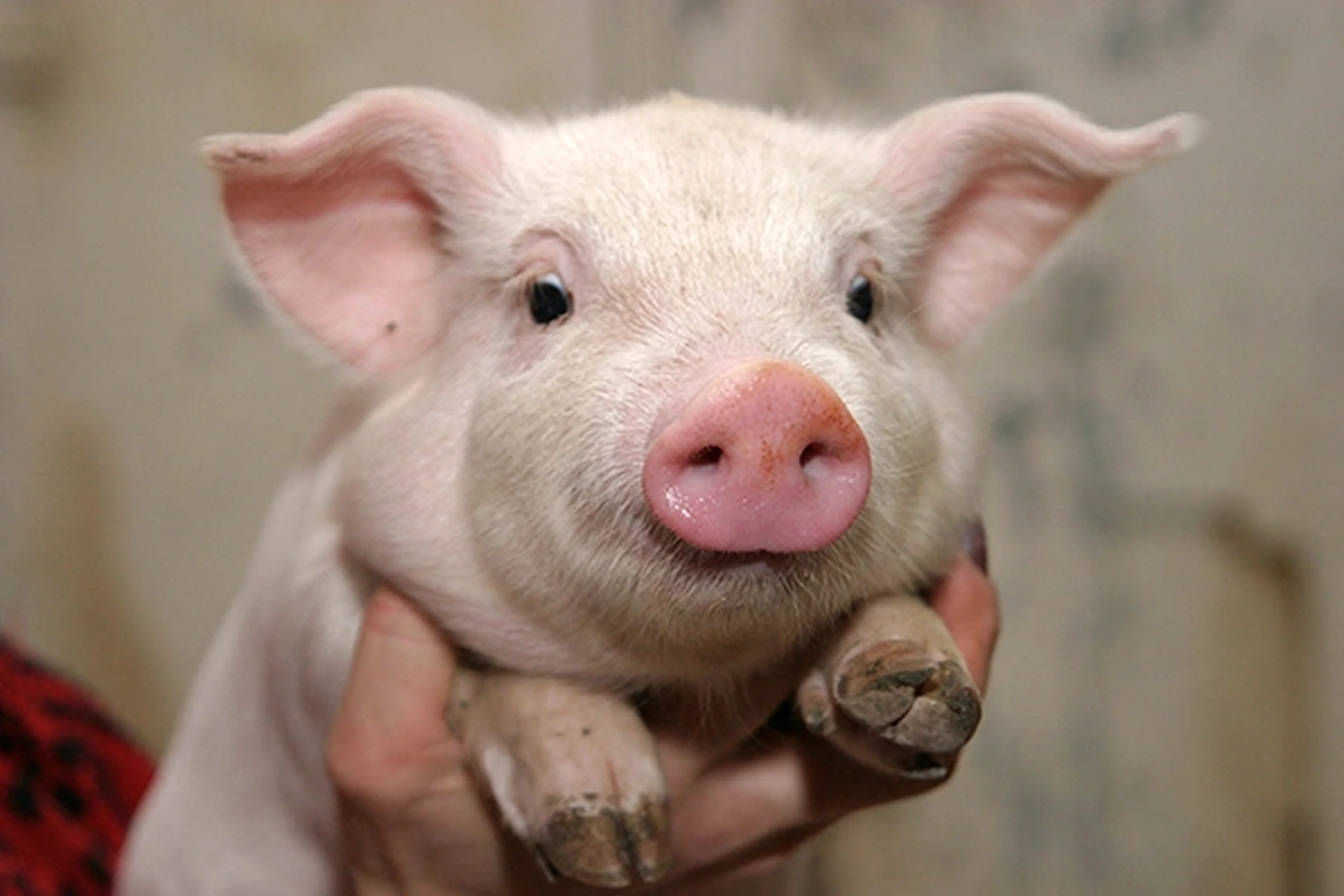 Streptococci in pigs