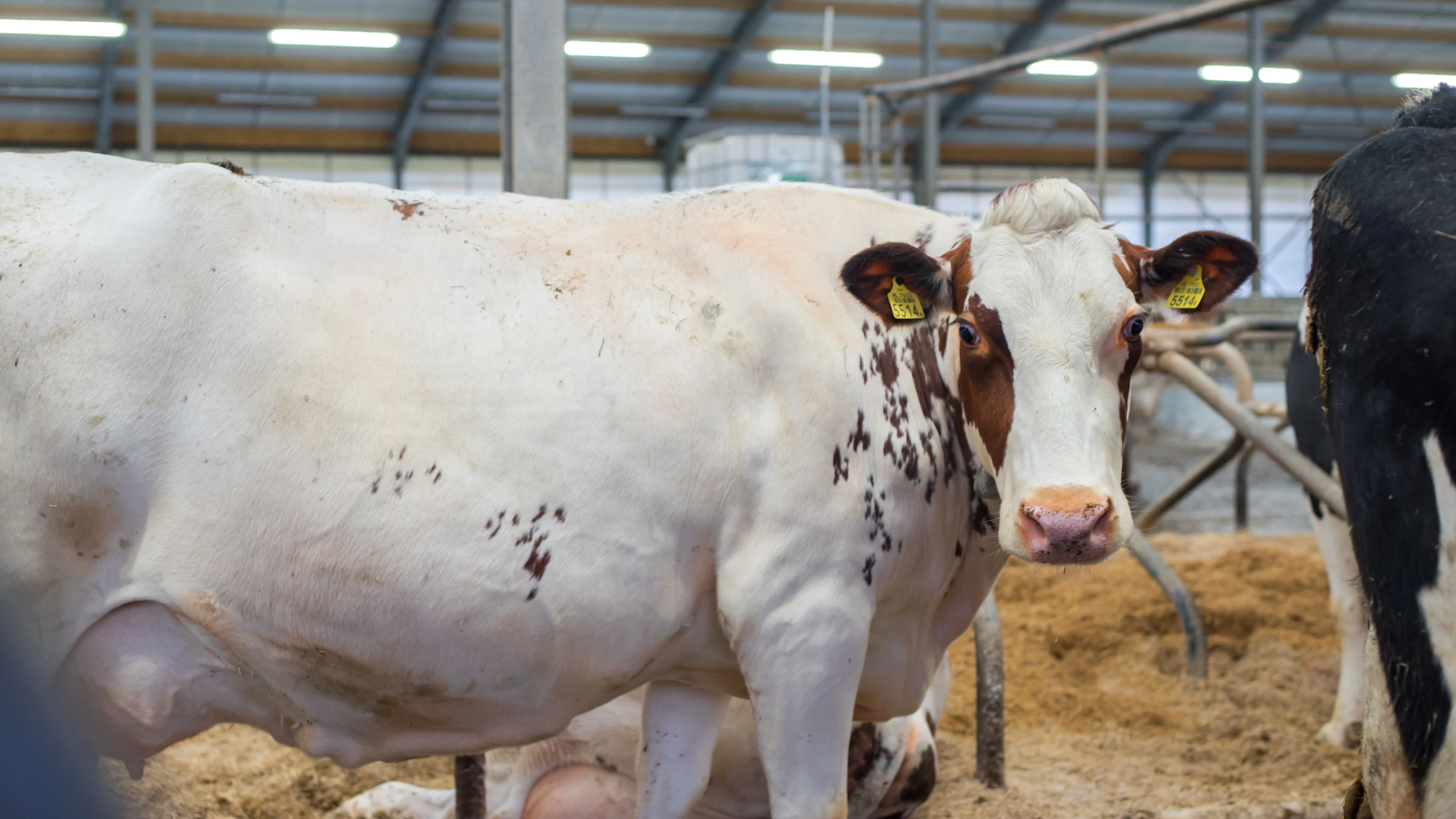 Artificial insemination in cow & improved fertility