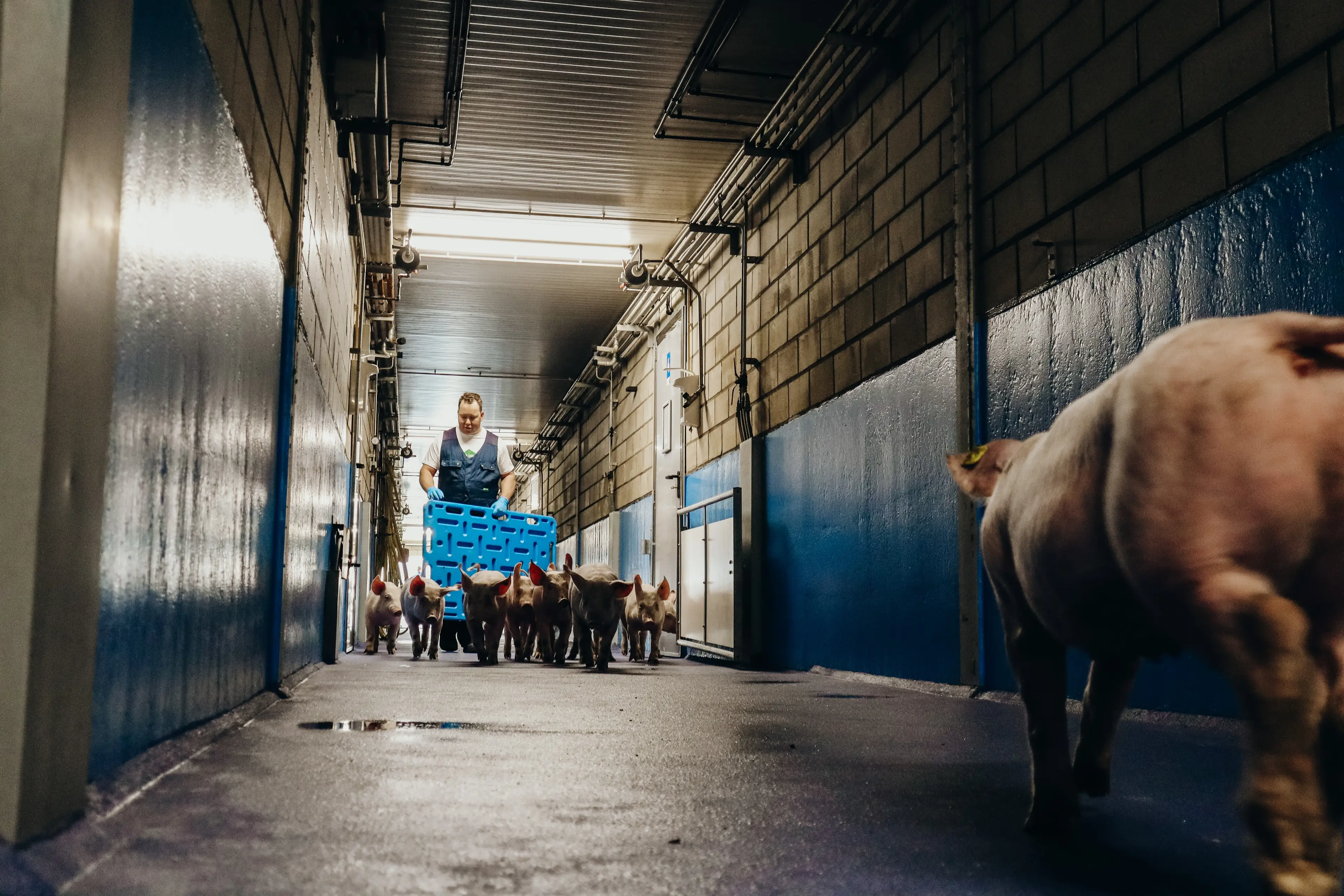 Why Hygiene_Leon Rijkers