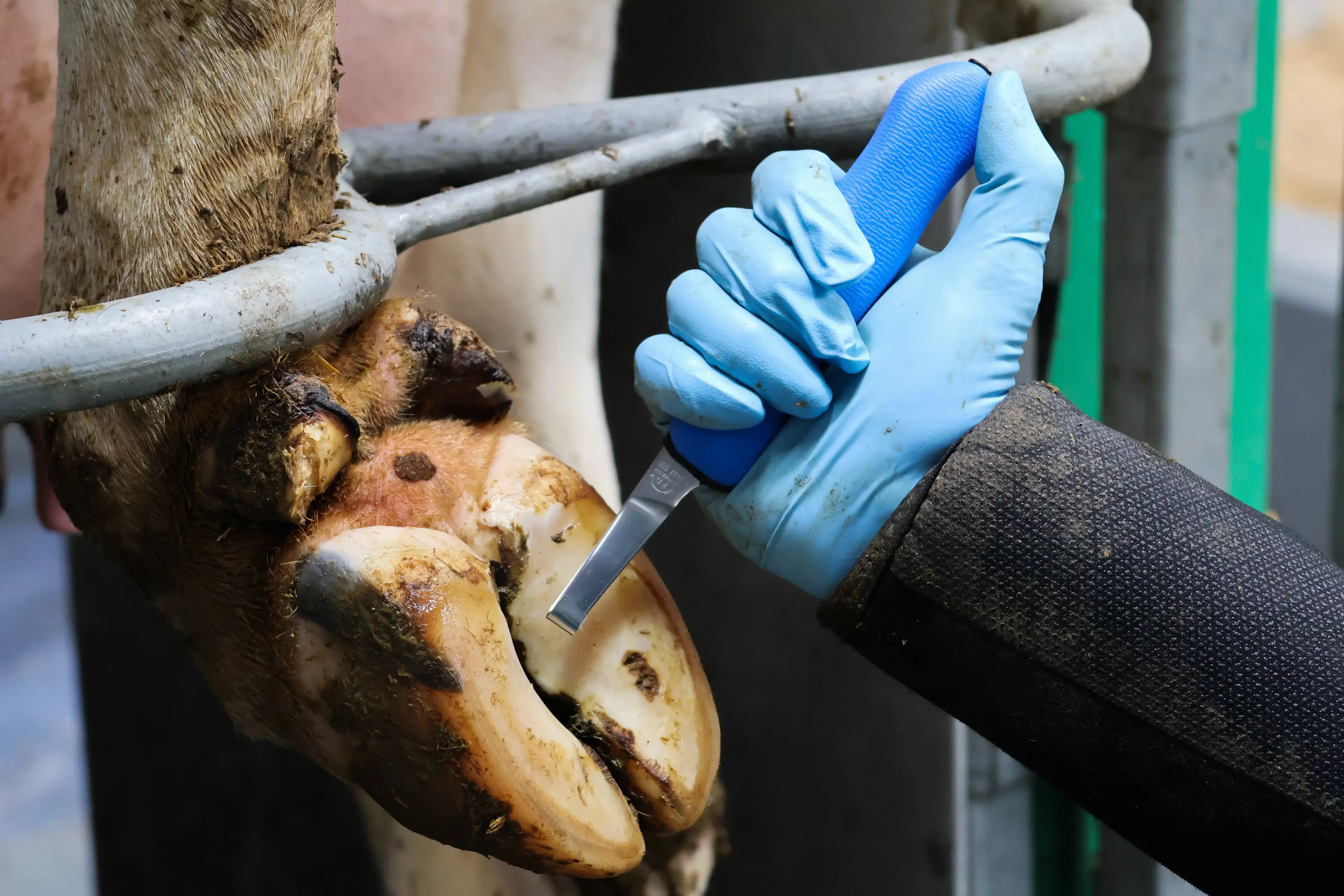 Professional cattle hoof care and trimming