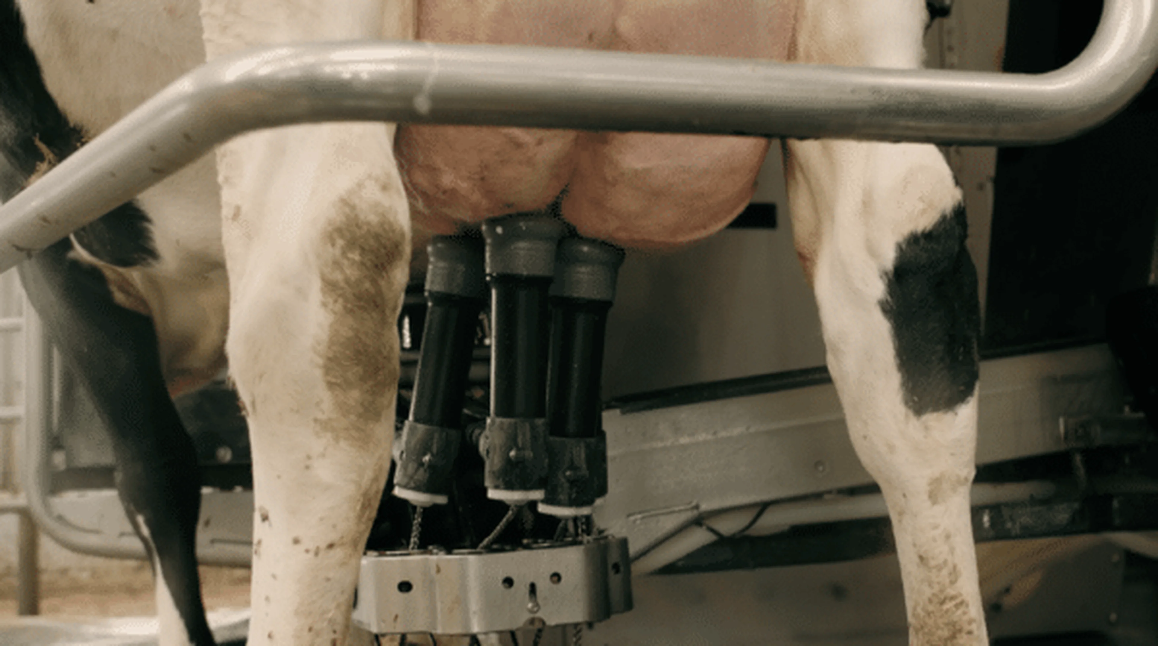 aktivpuls_milking_cow_udder_health
