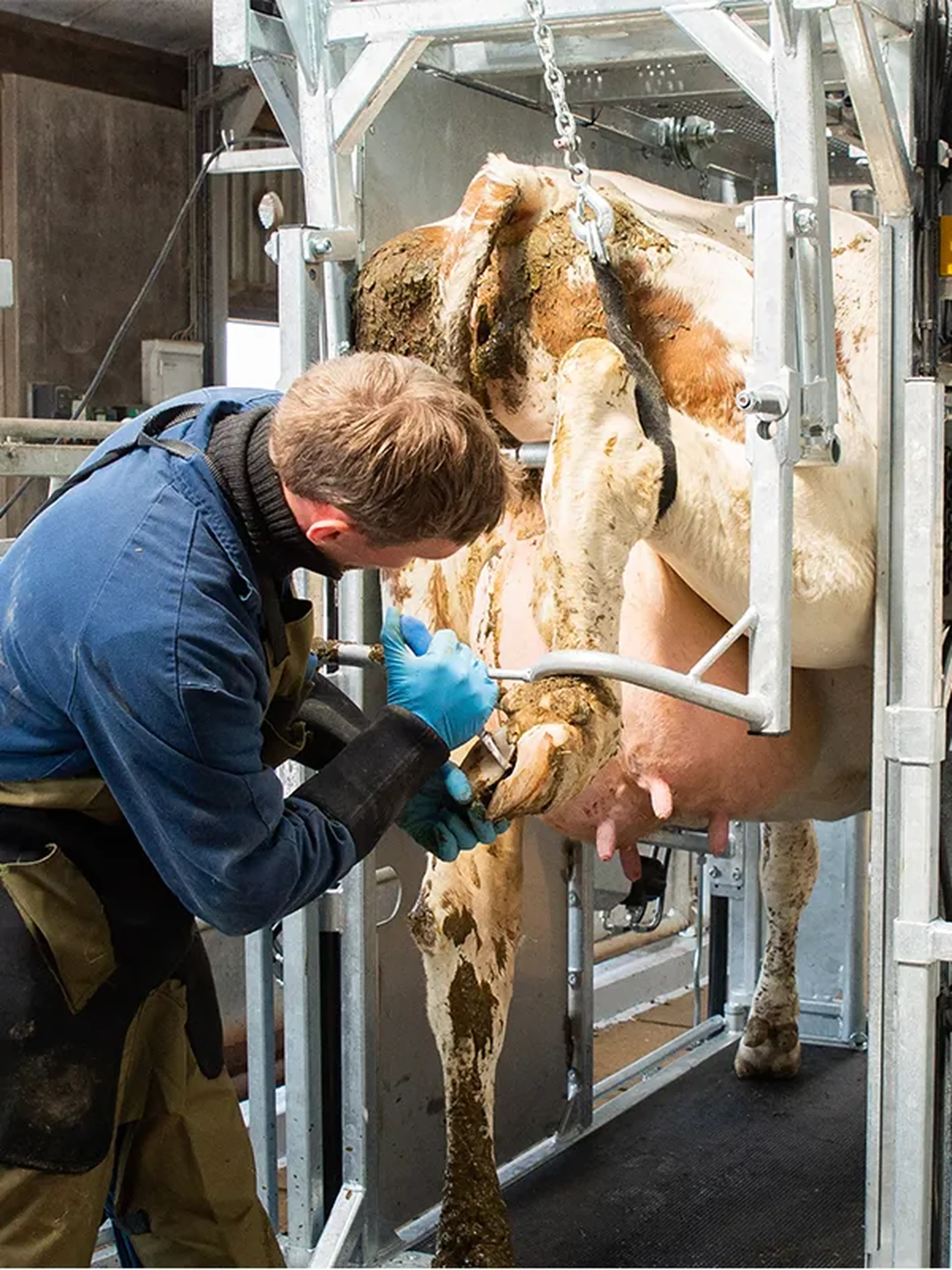 Cattle hoof trimming in professional livestock facility