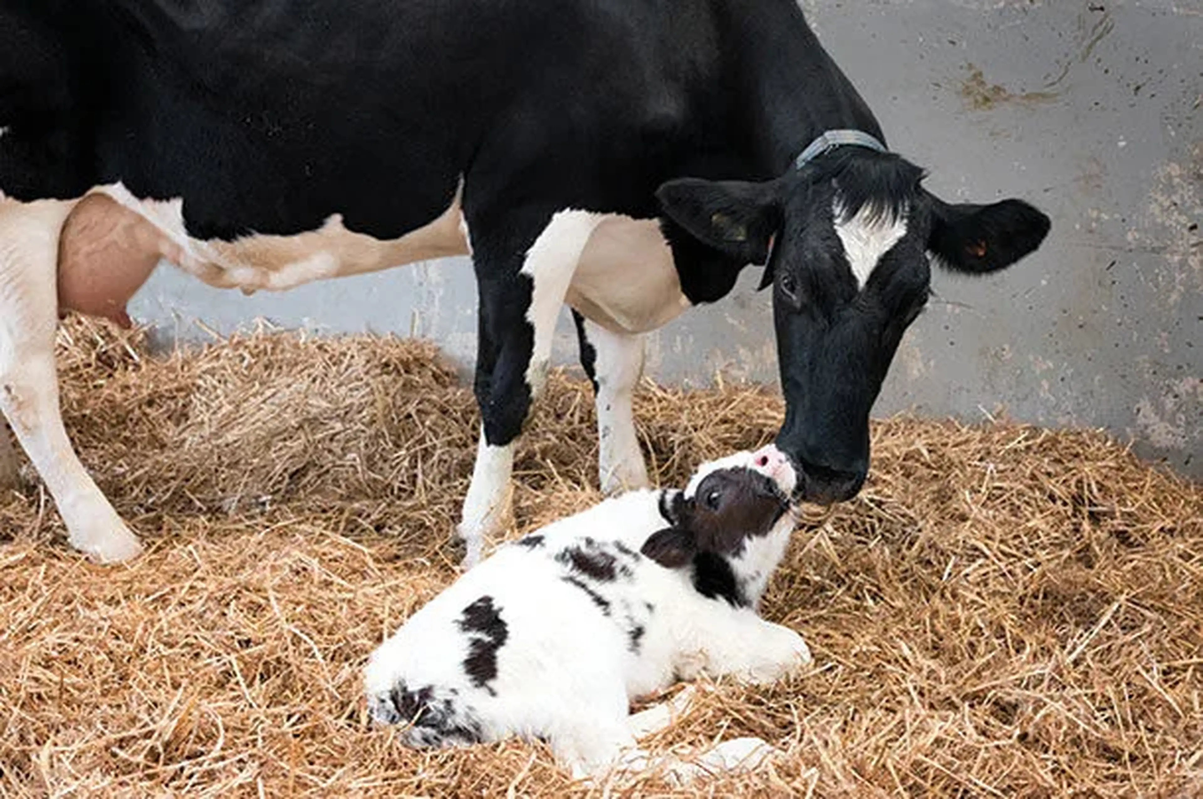 Cow with calf - pregnancy