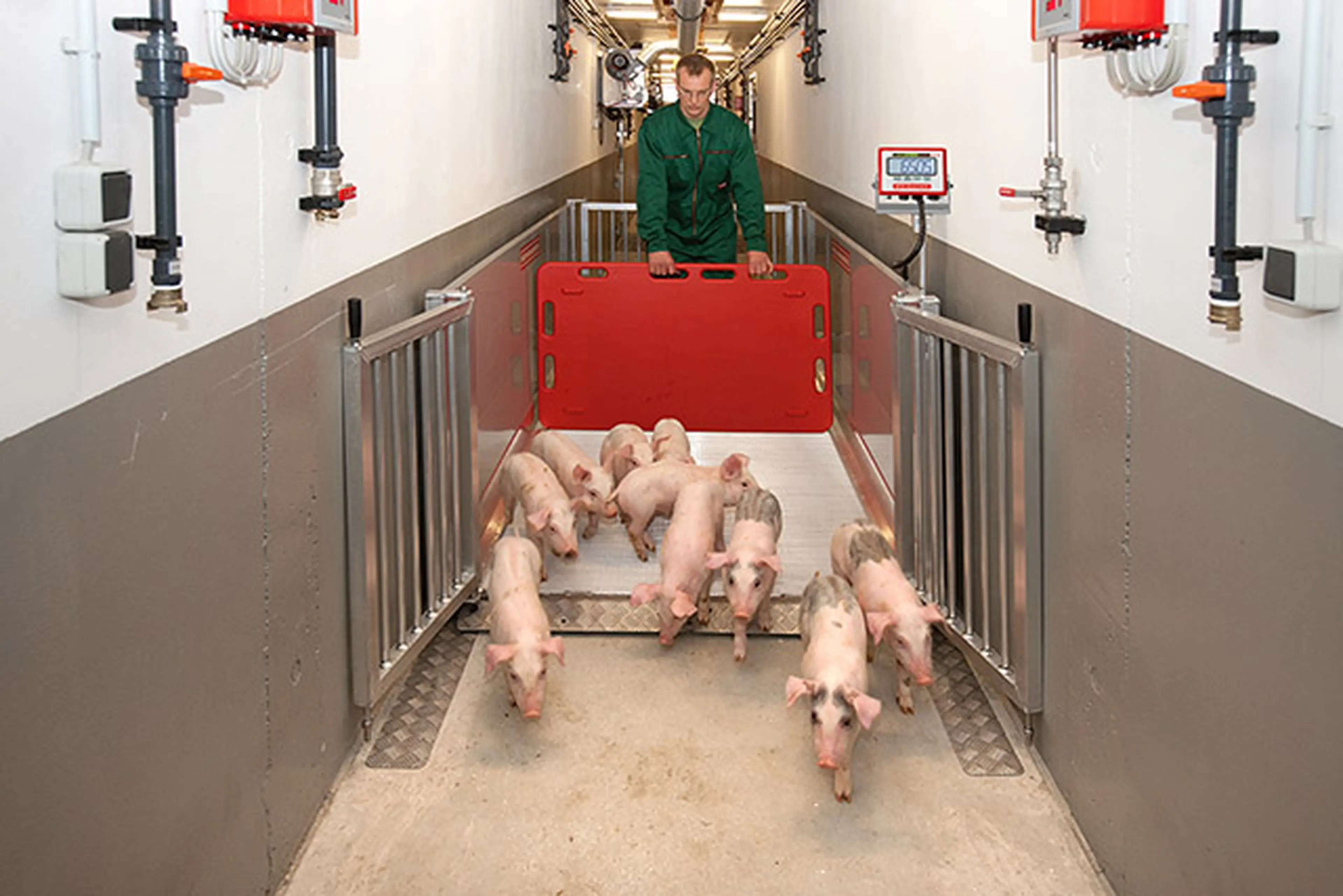 Varkens groepsweegschaal