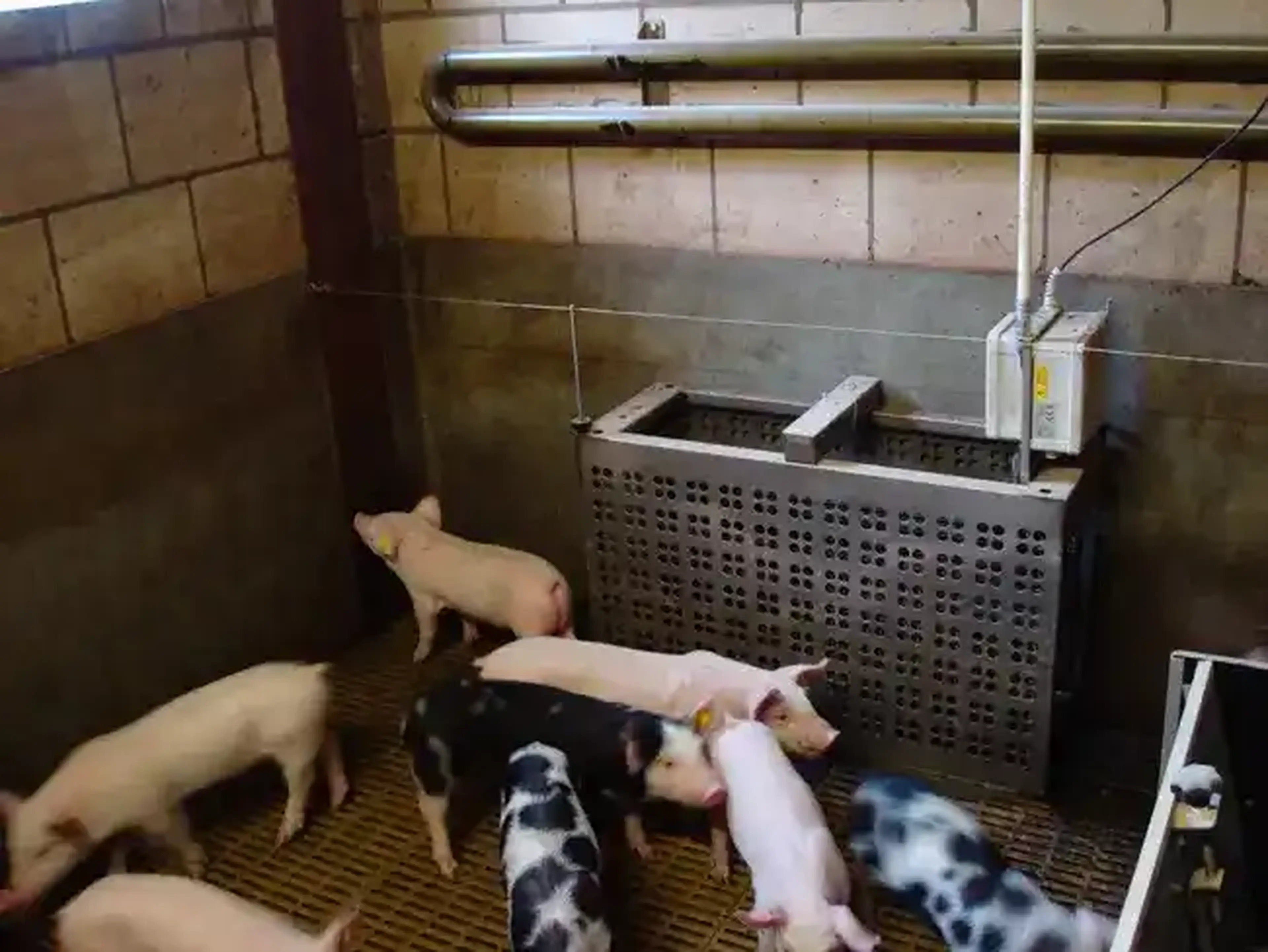 Fattening pigs pigscale