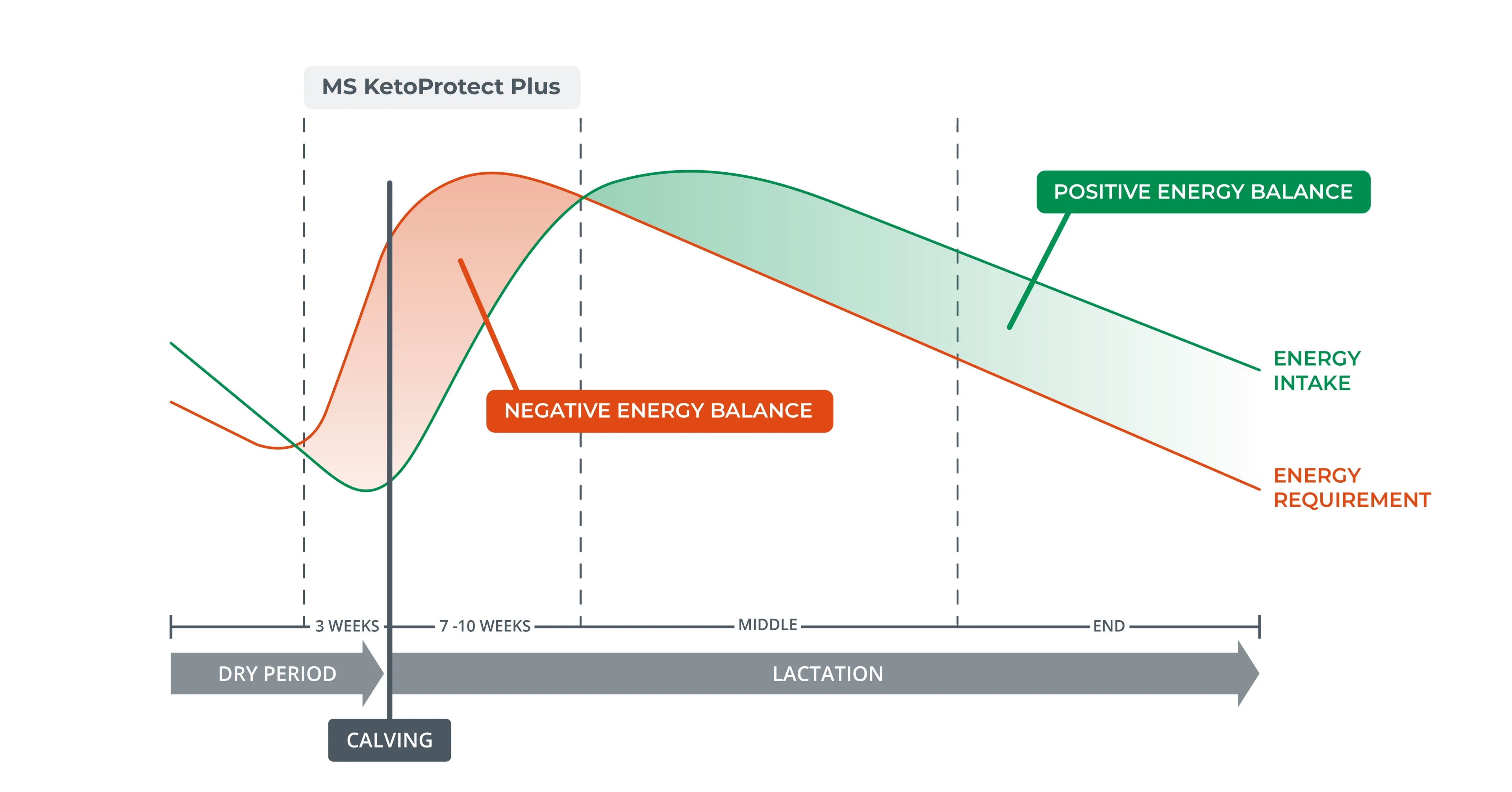 Ketosis - Ketoprotect - HPB energy transition (EN)