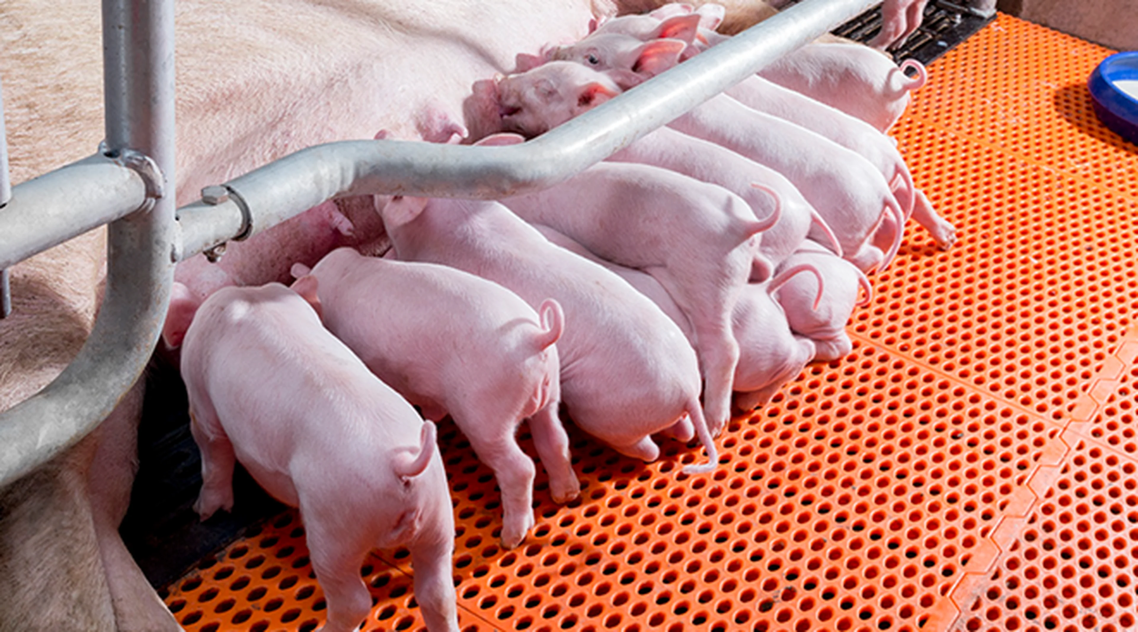 E. coli chez les porcs