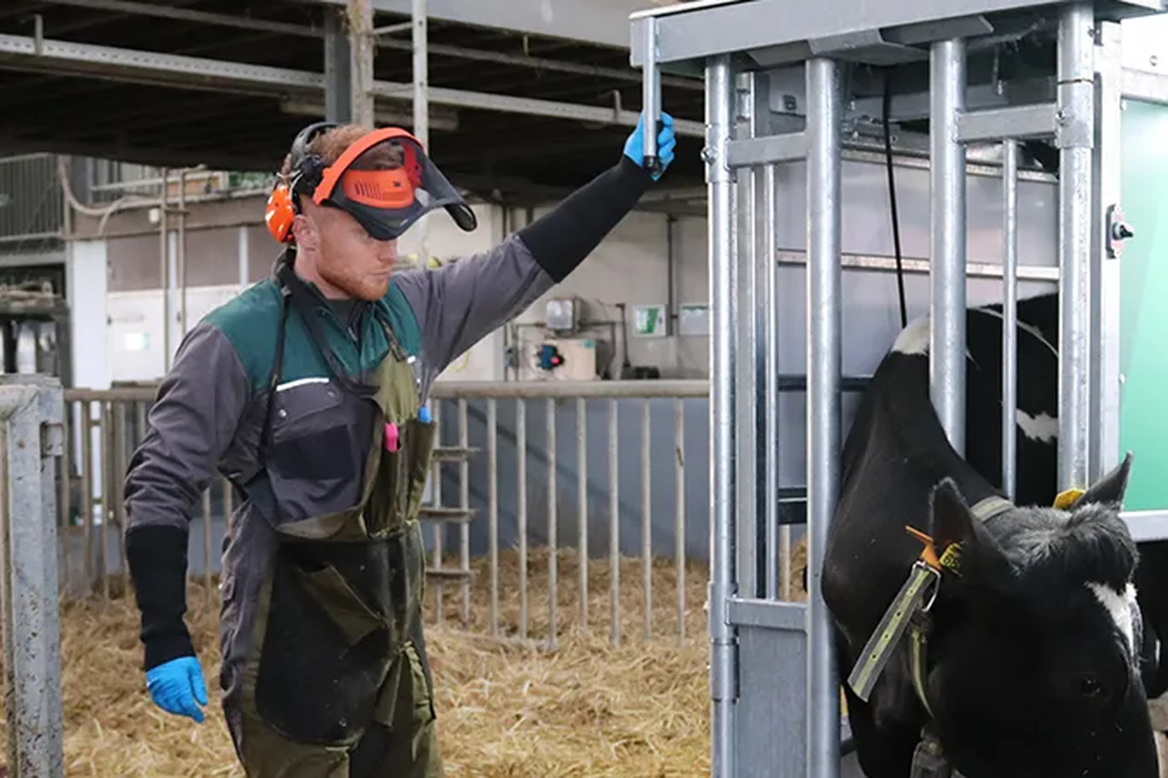 willem-van-haaren-expert-cattle
