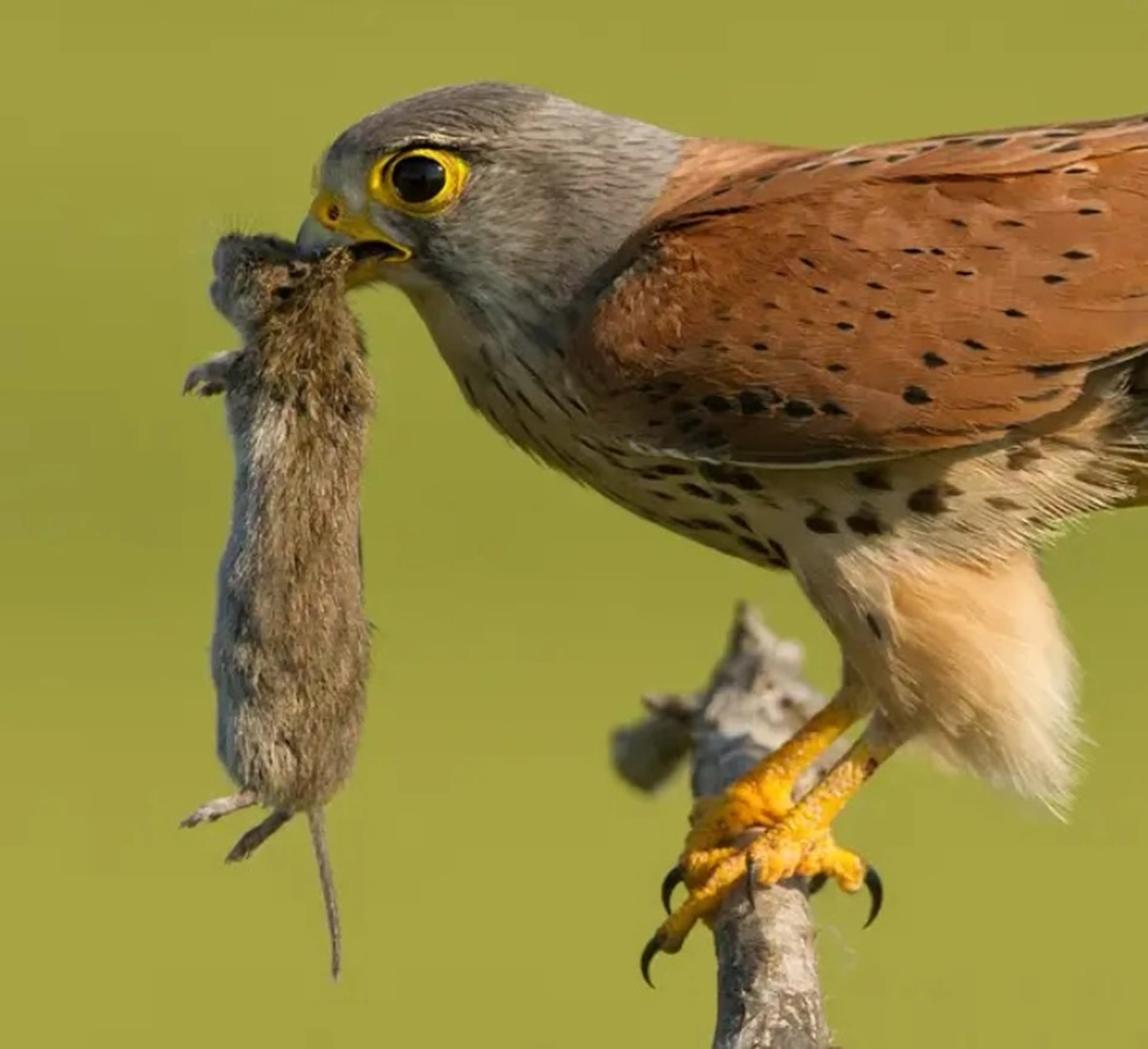 Cómo eliminar las ratas: Soluciones eficaces para granjas, image size:3840x3508