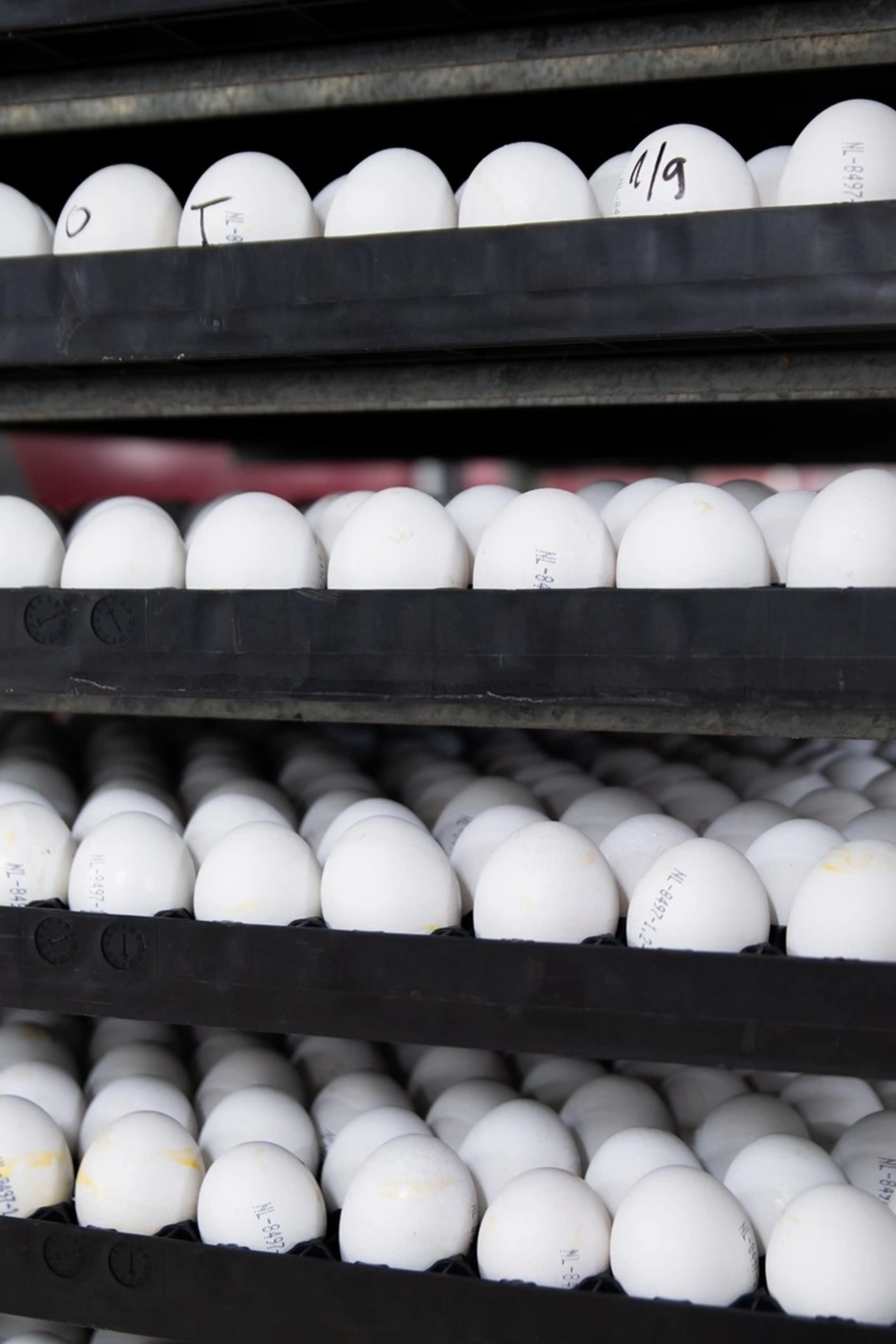 Eggs in a poultry farm