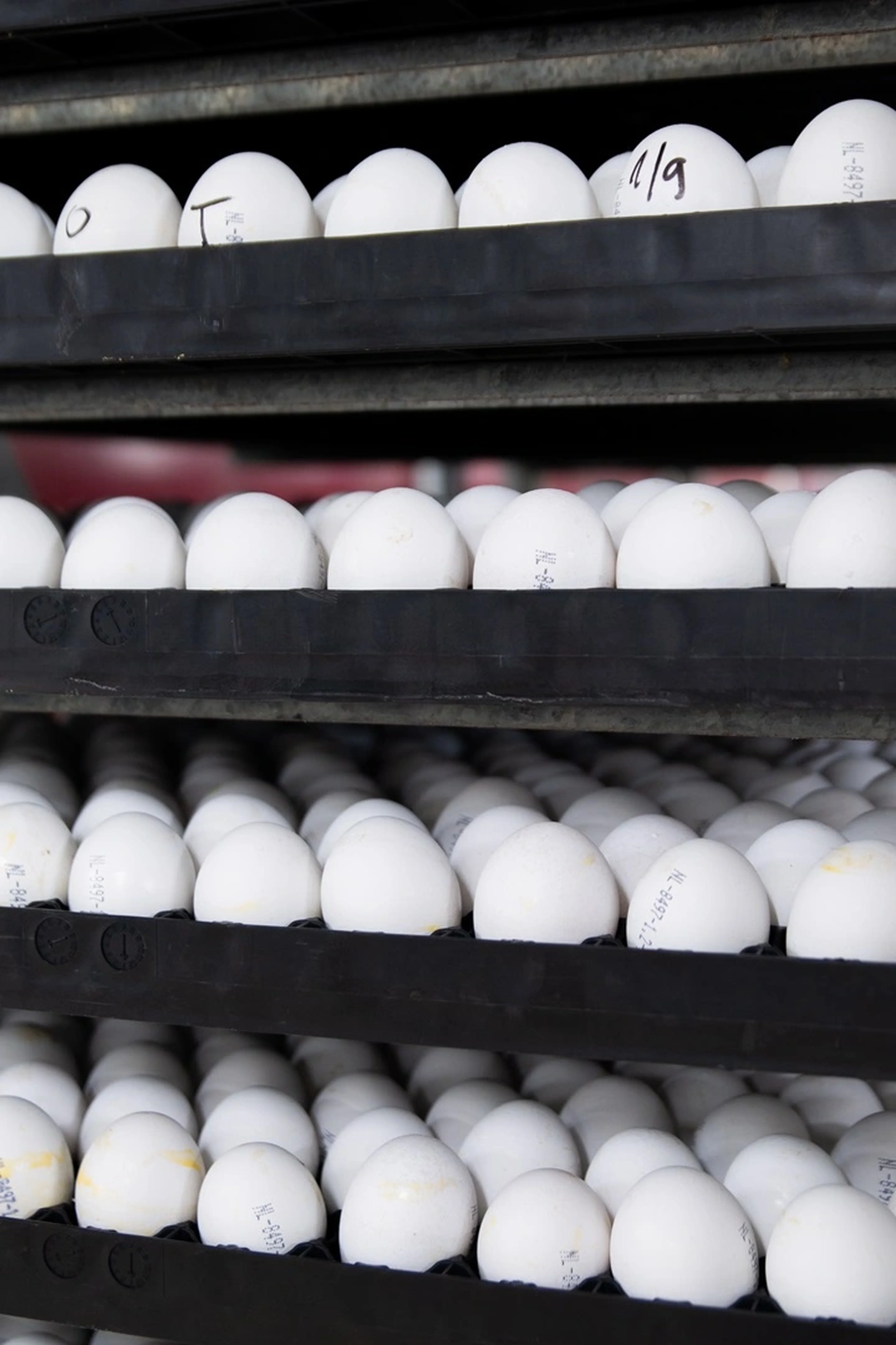 Eggs in a poultry farm
