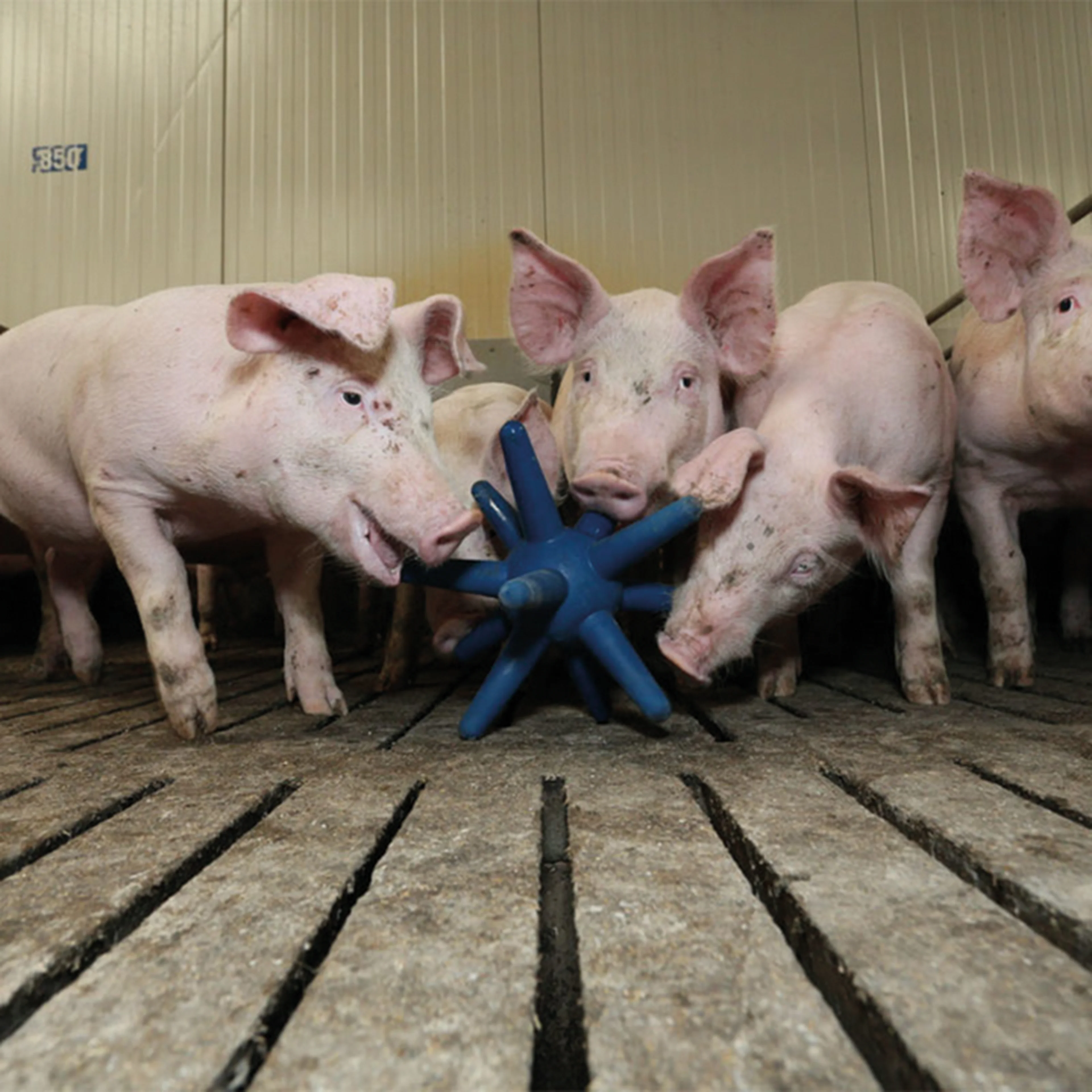 Pigs playing with blue rubber star