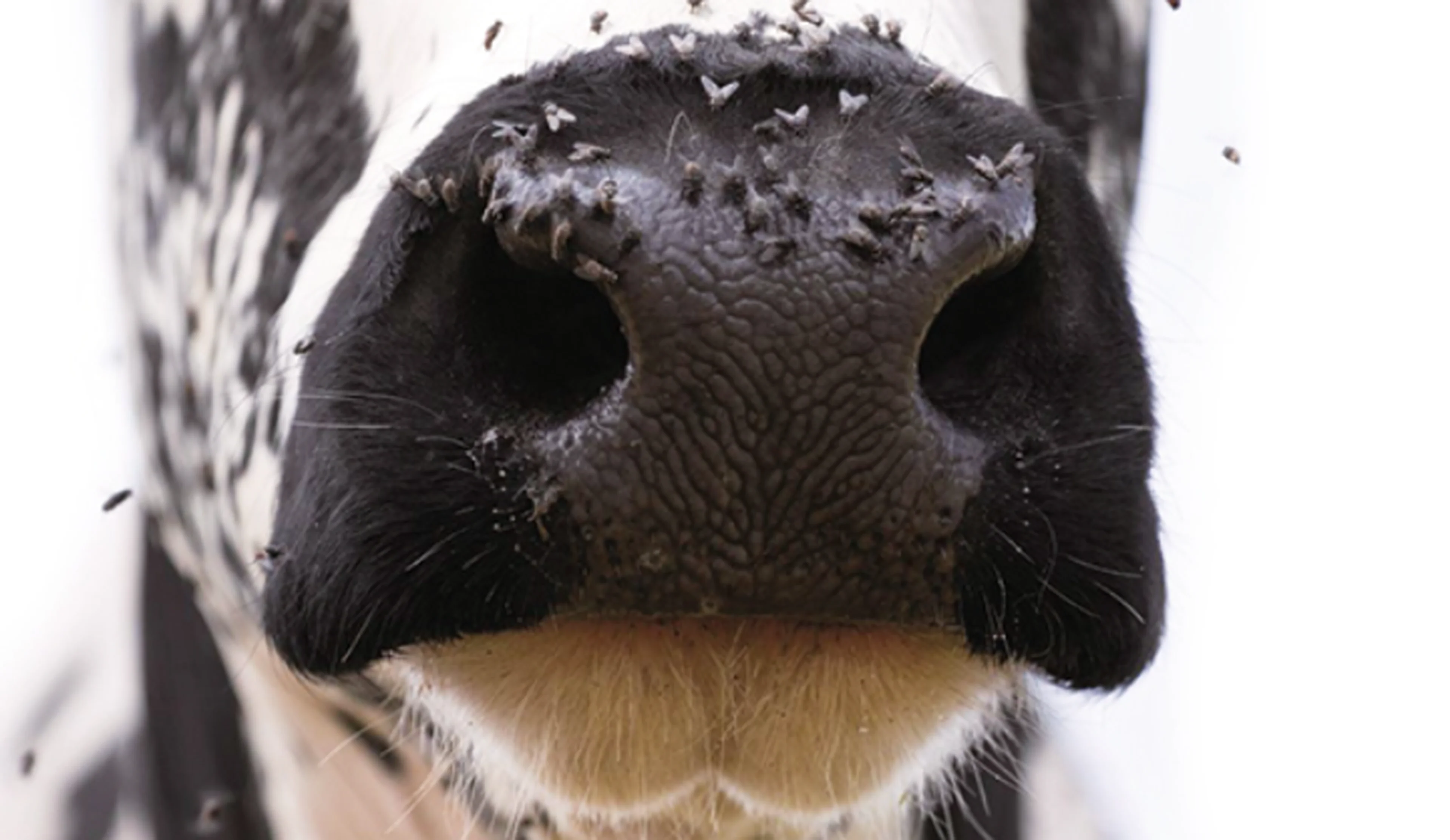 controllo delle mosche