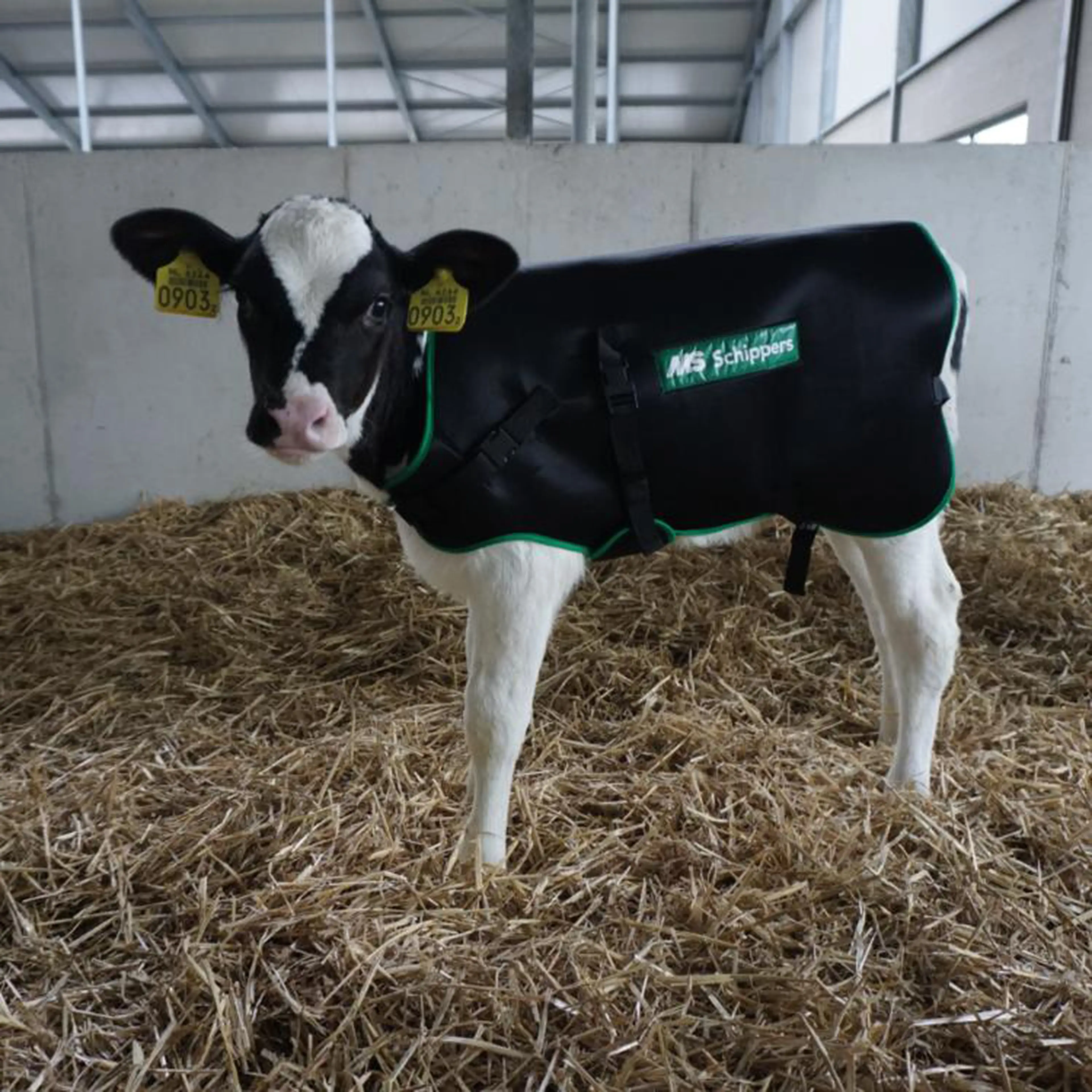 Il clima è molto importante per il bestiame. Inoltre, i vitelli sono sensibili alla temperatura.