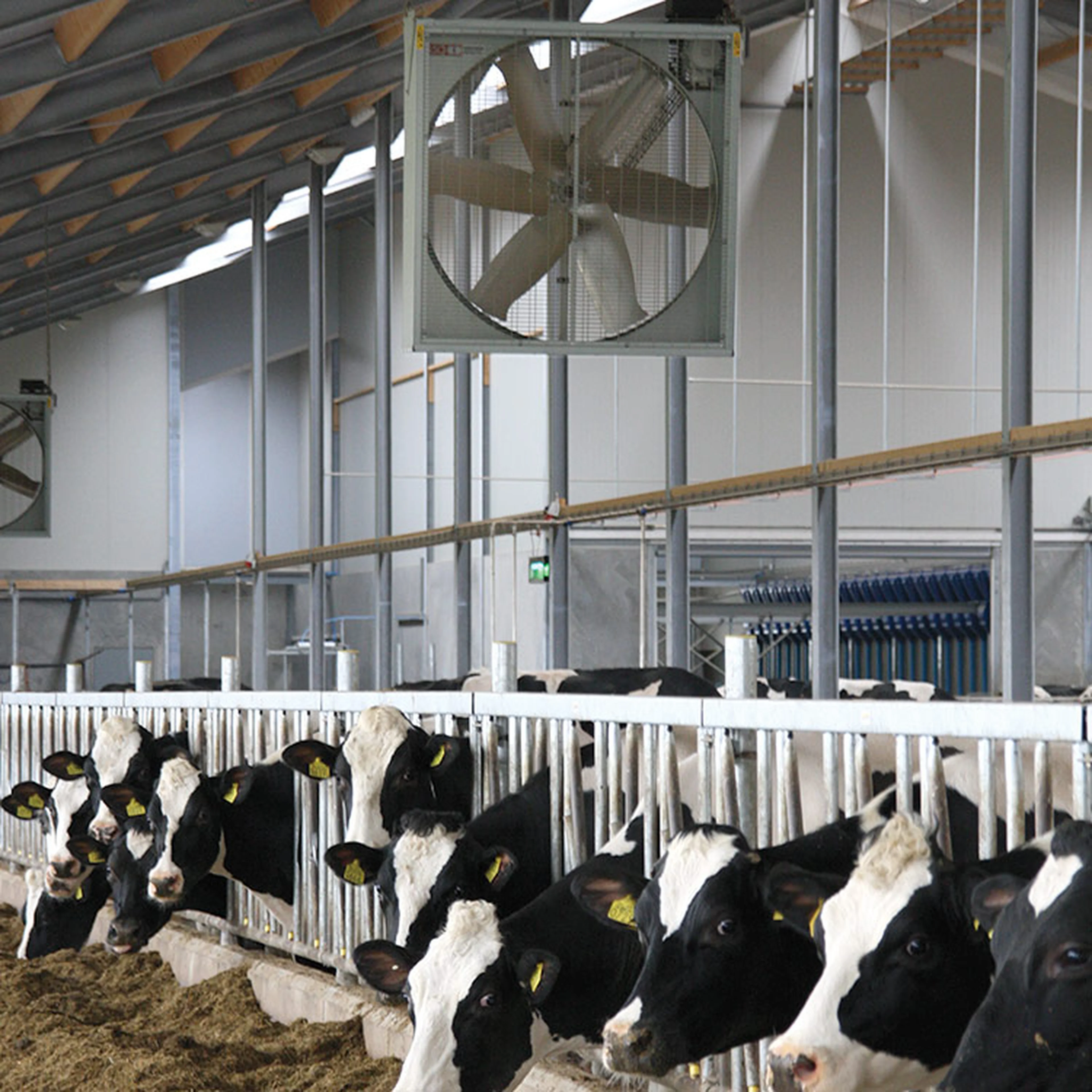 Stable ventilation in a dairy farm