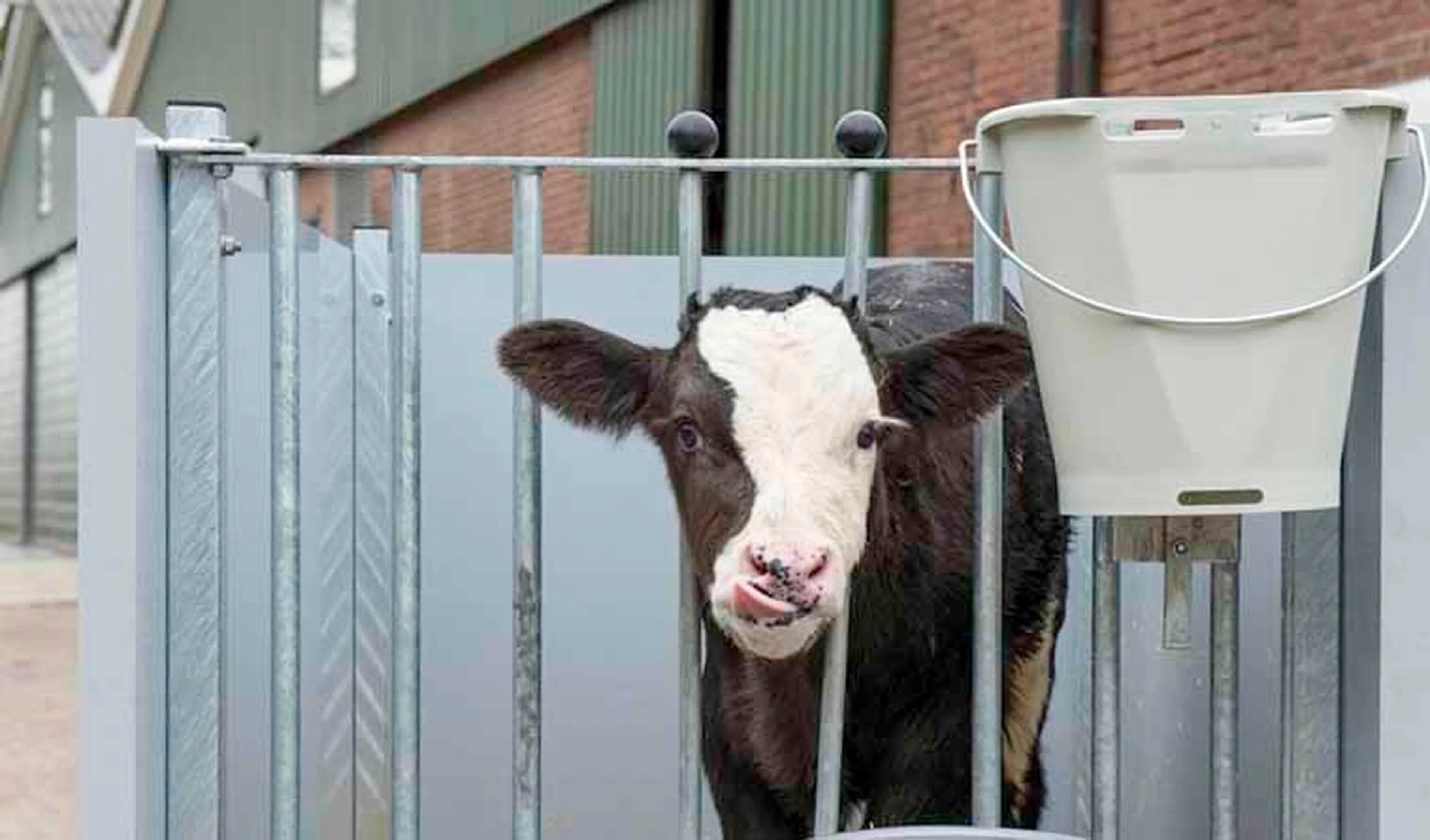 Endometritis in cows