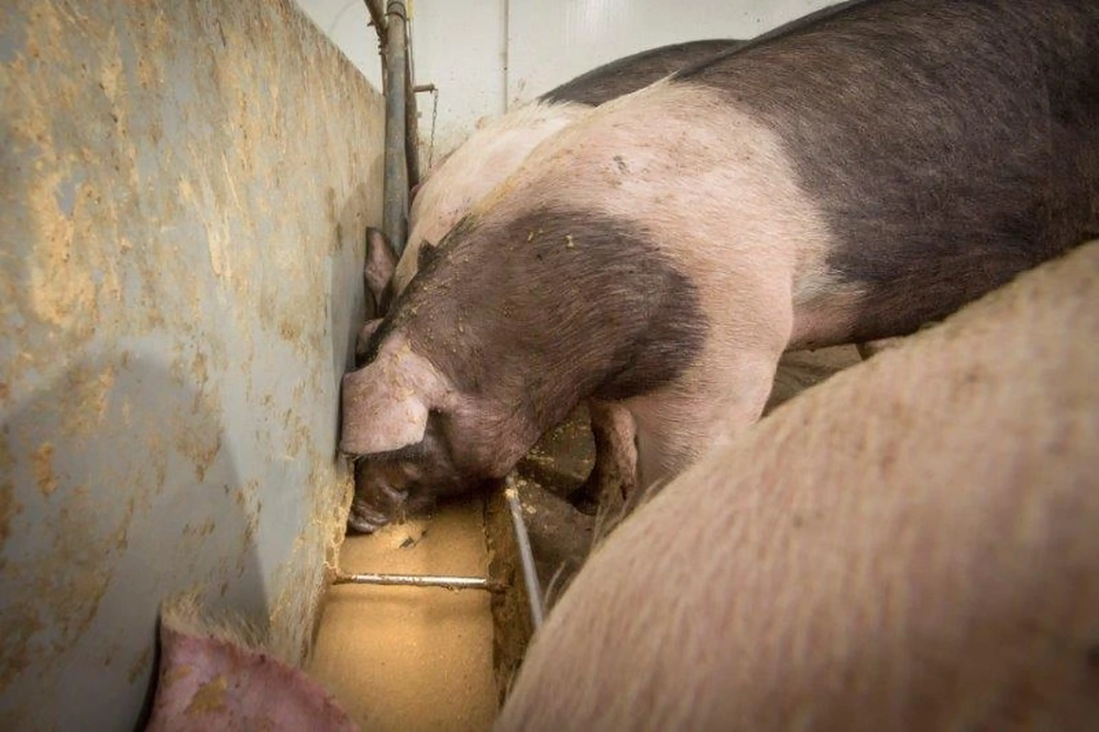 Pigs eating liquid feed wetfeed